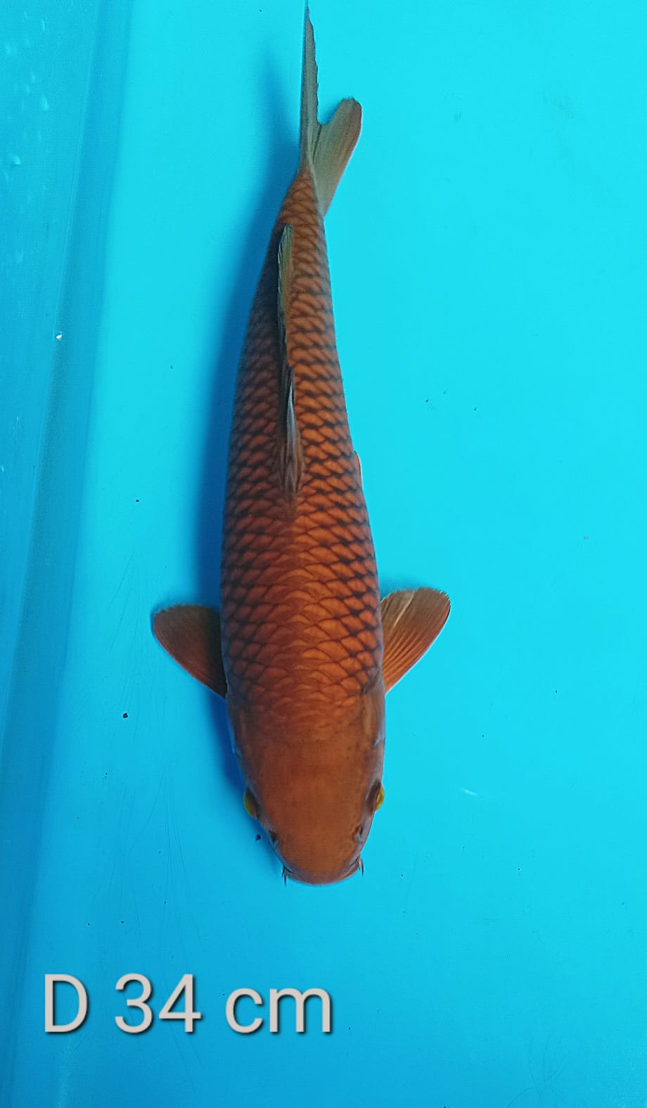 CAGOI TEMBAGA 34cm