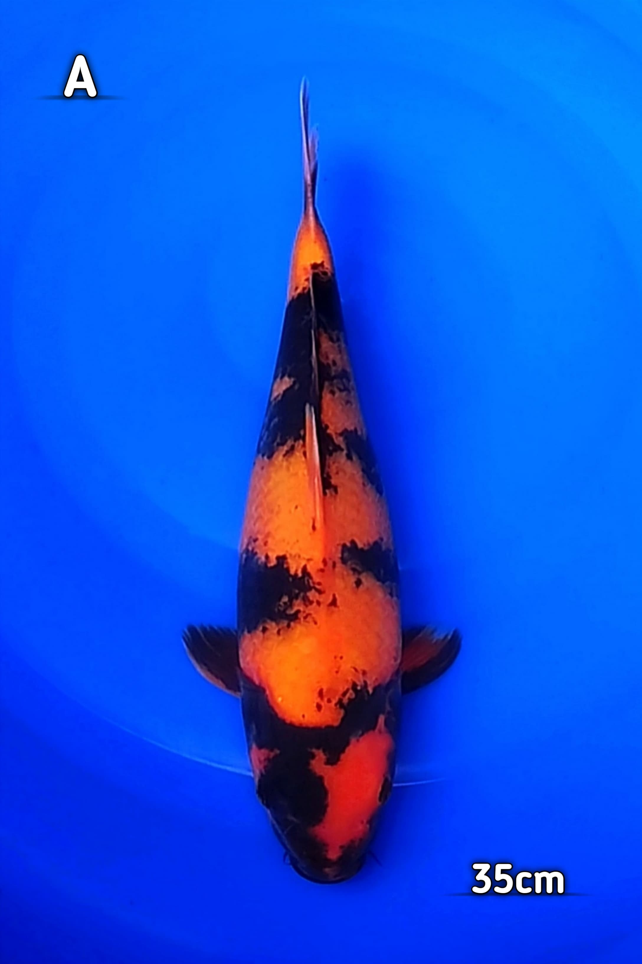 SQ HI UTSURI 35cm
