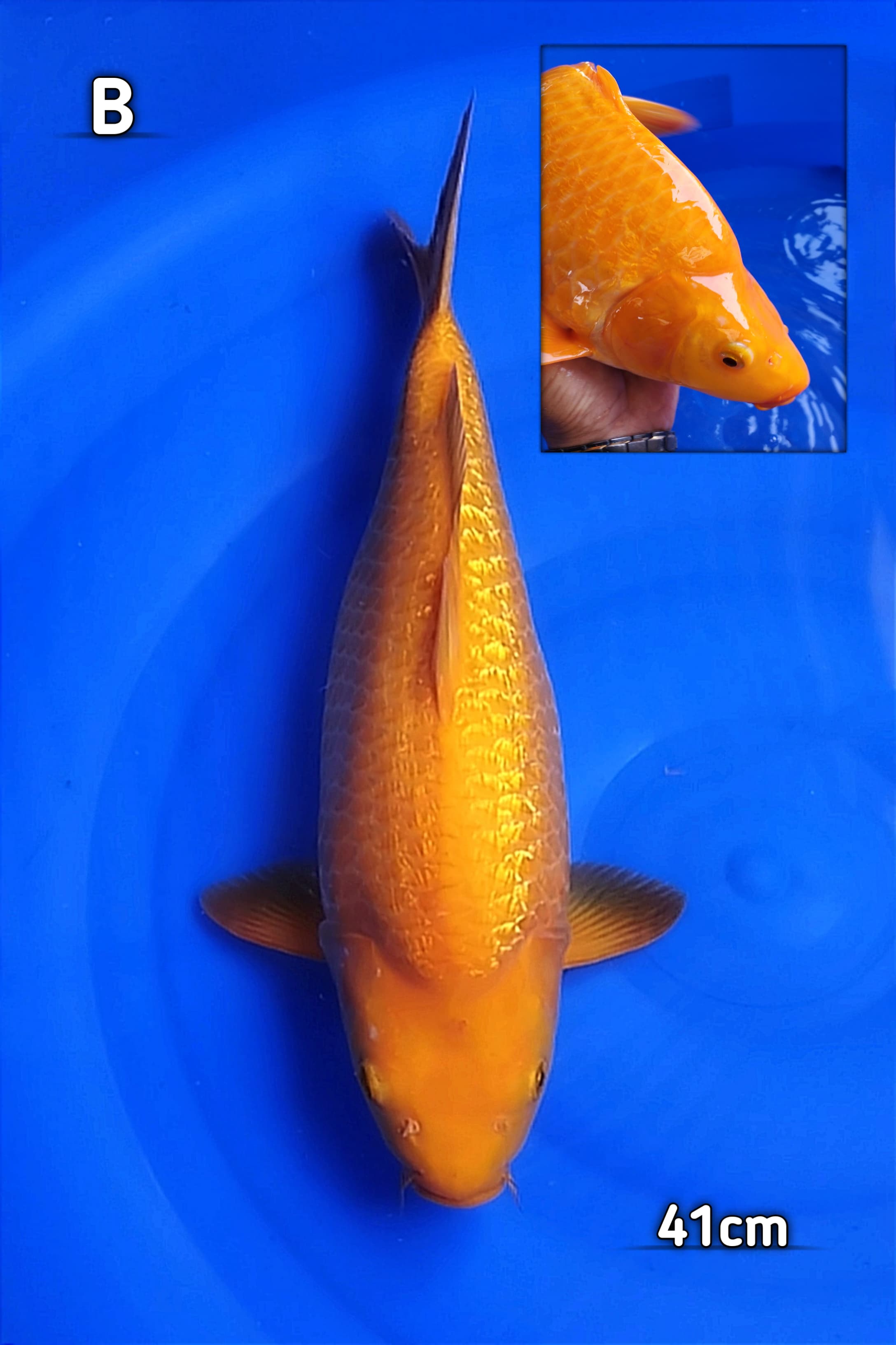 KARASI GINRIN BERPUNUK 41cm