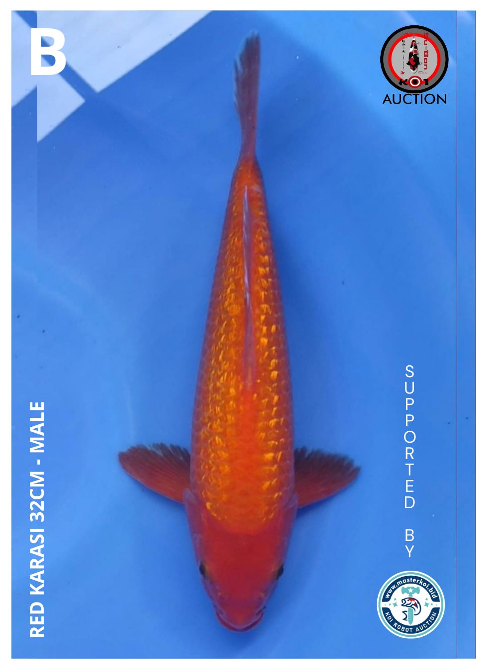 RED KARASI 32cm ( MADINA AZIZ )