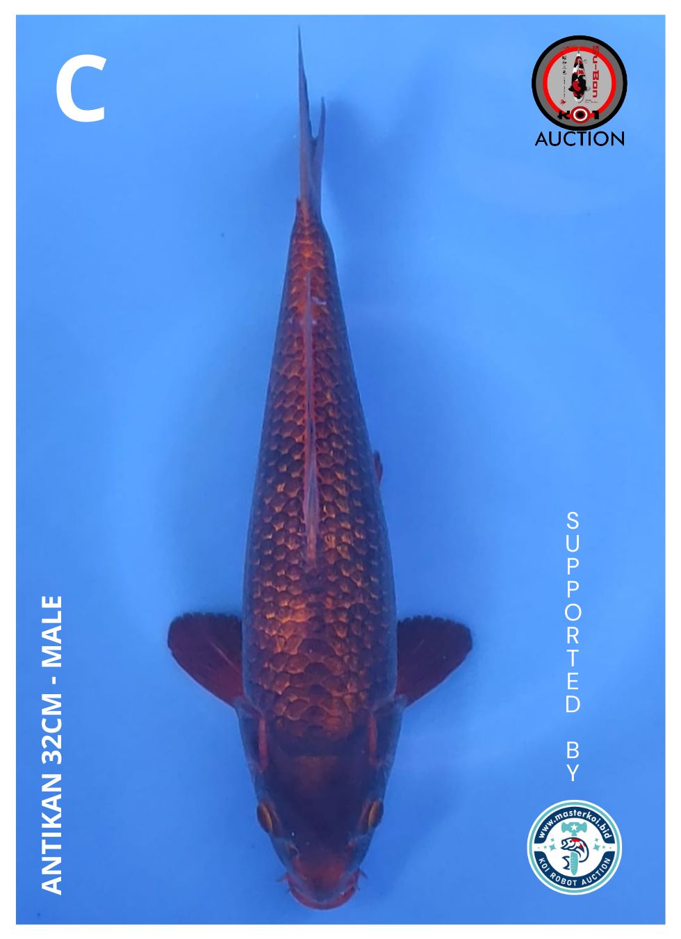 ANTIKAN 32cm ( MADINA AZIZ )