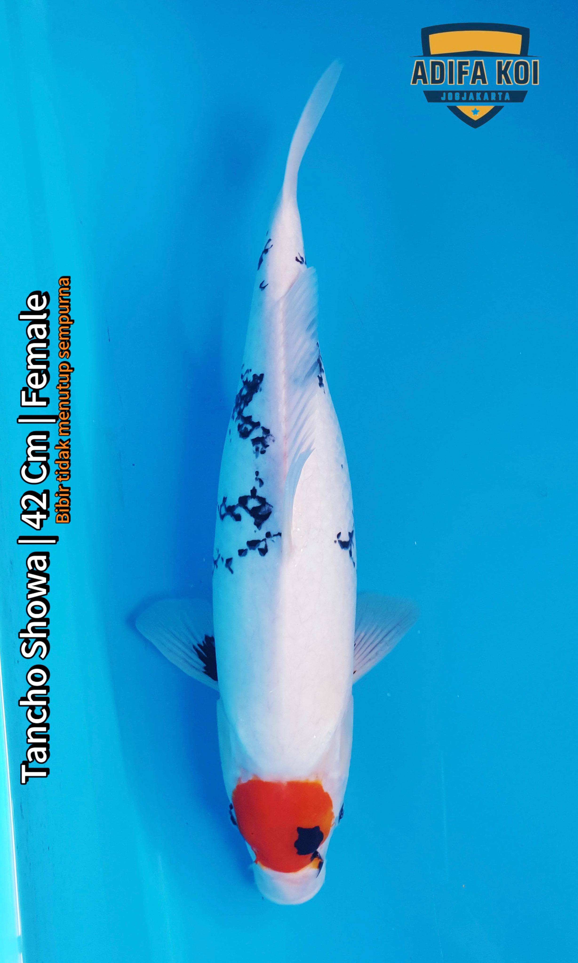 TANCHO SHOWA 42cm