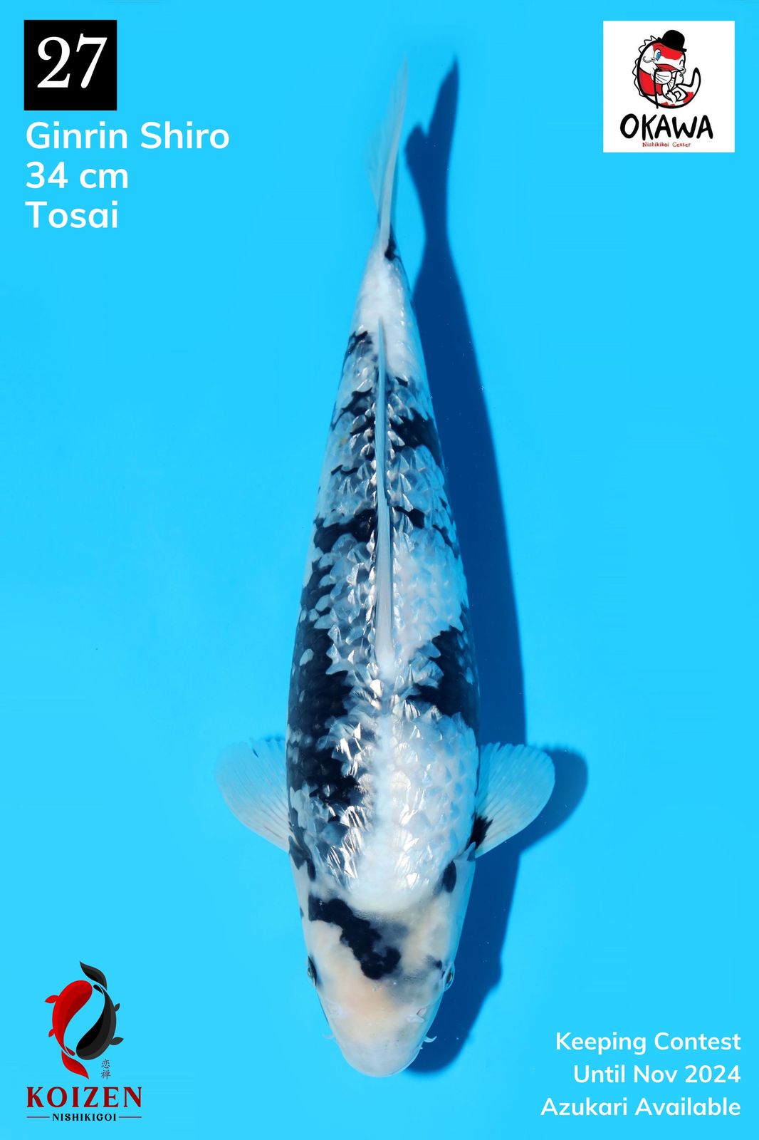 GINRIN SHIRO 34cm TOSAI
