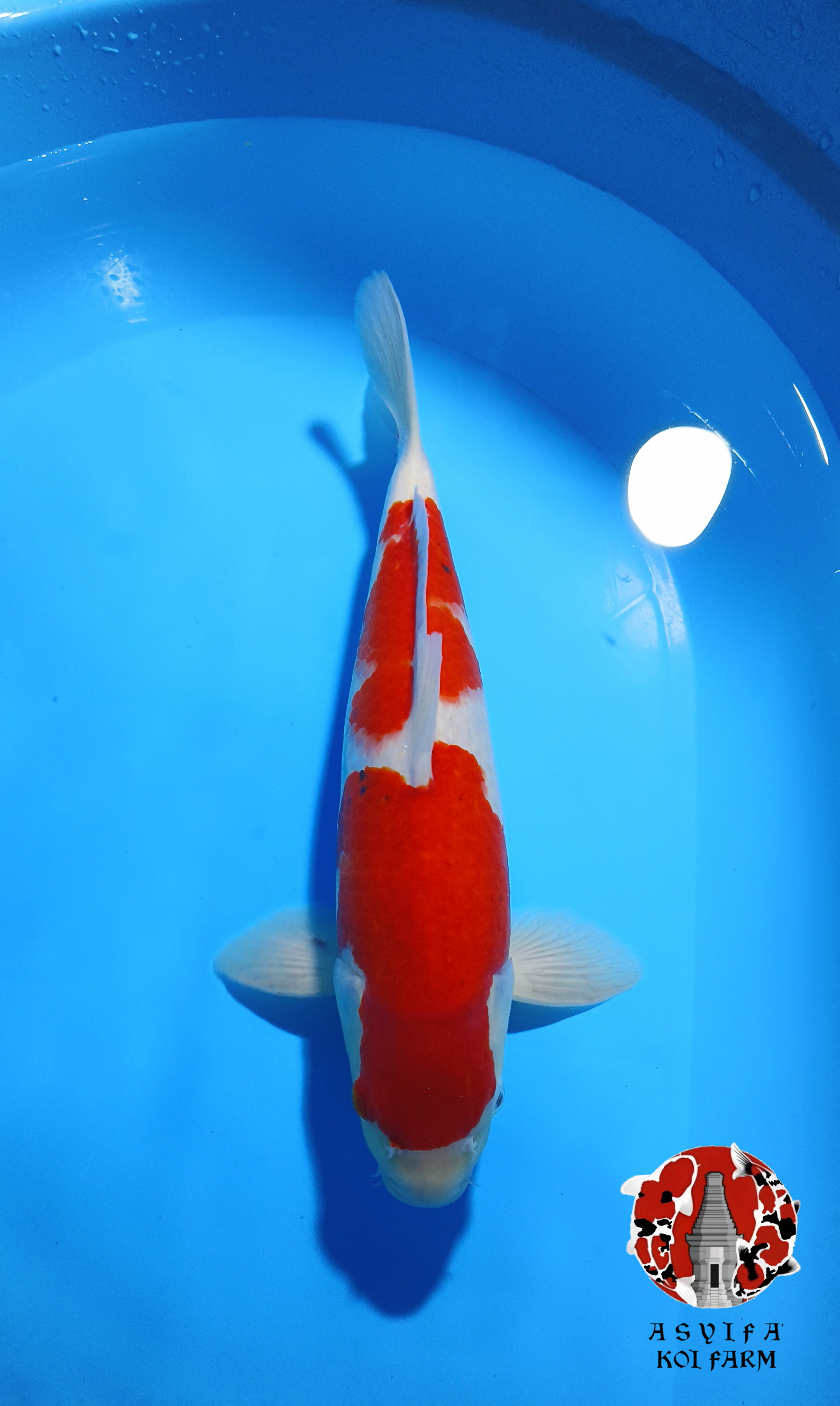 KOHAKU 36cm MALE ORI STRONG BOCOR HITAM DIKIT