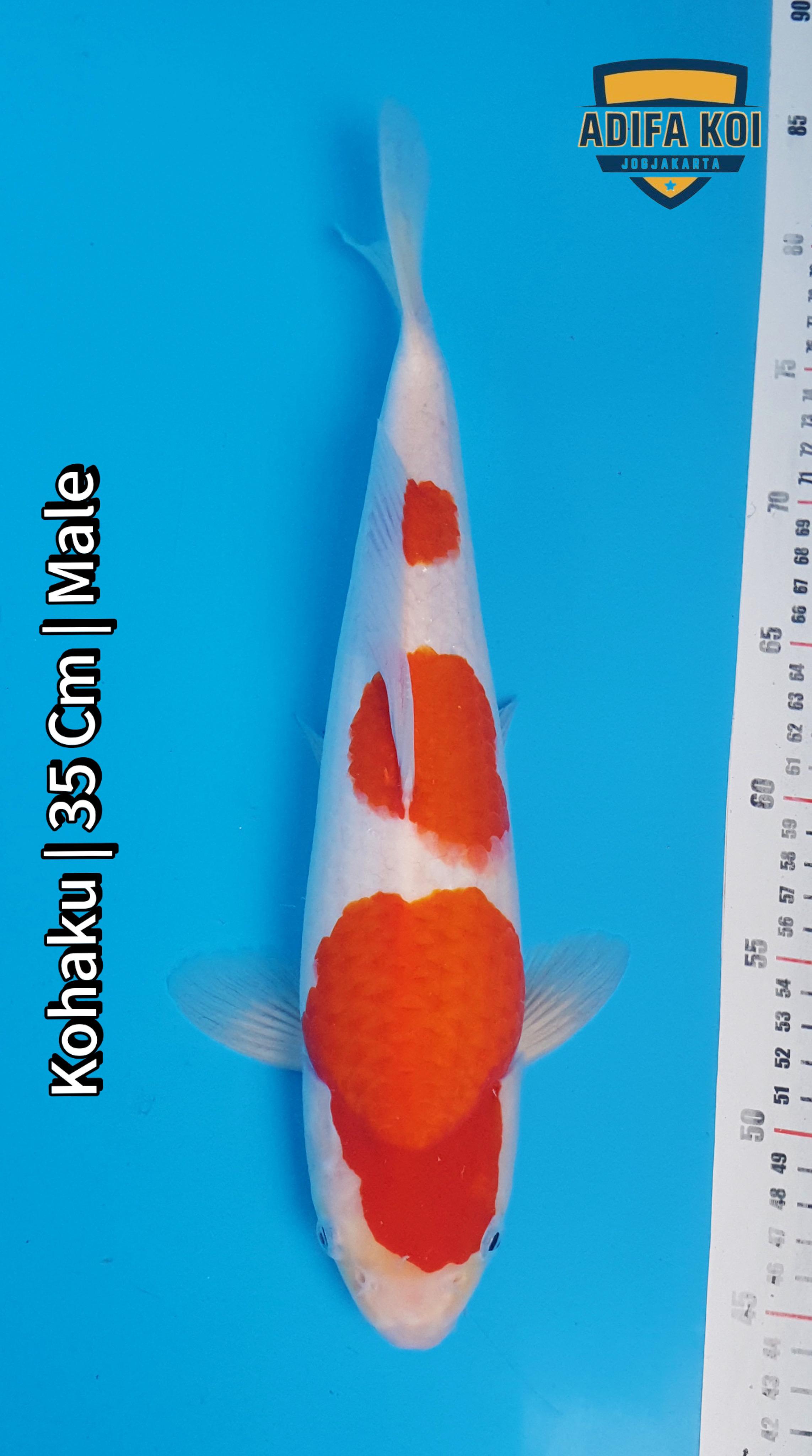 KOHAKU 35cm