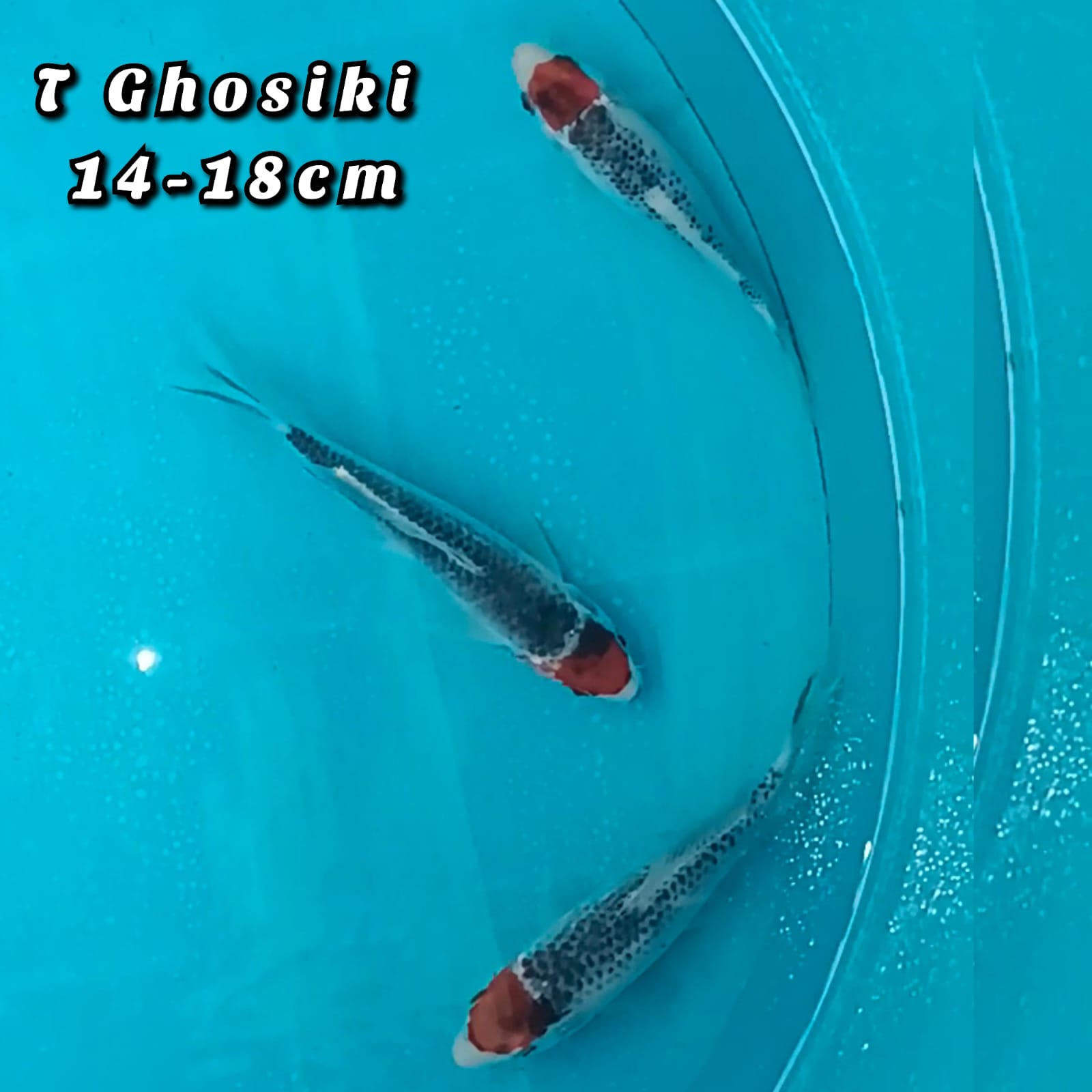 TANCHO GHOSIKI 1418cm