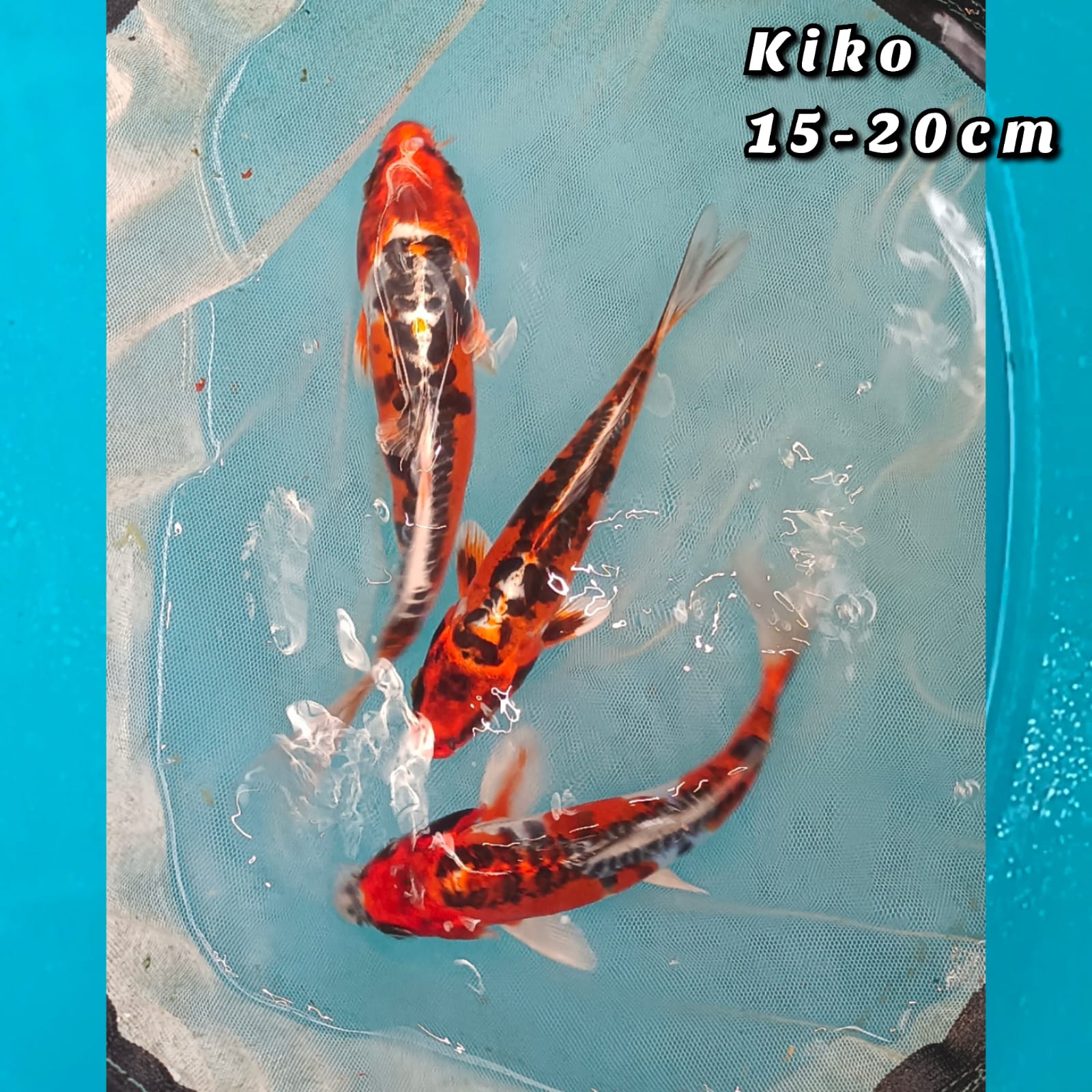BENIKIKO 1520cm