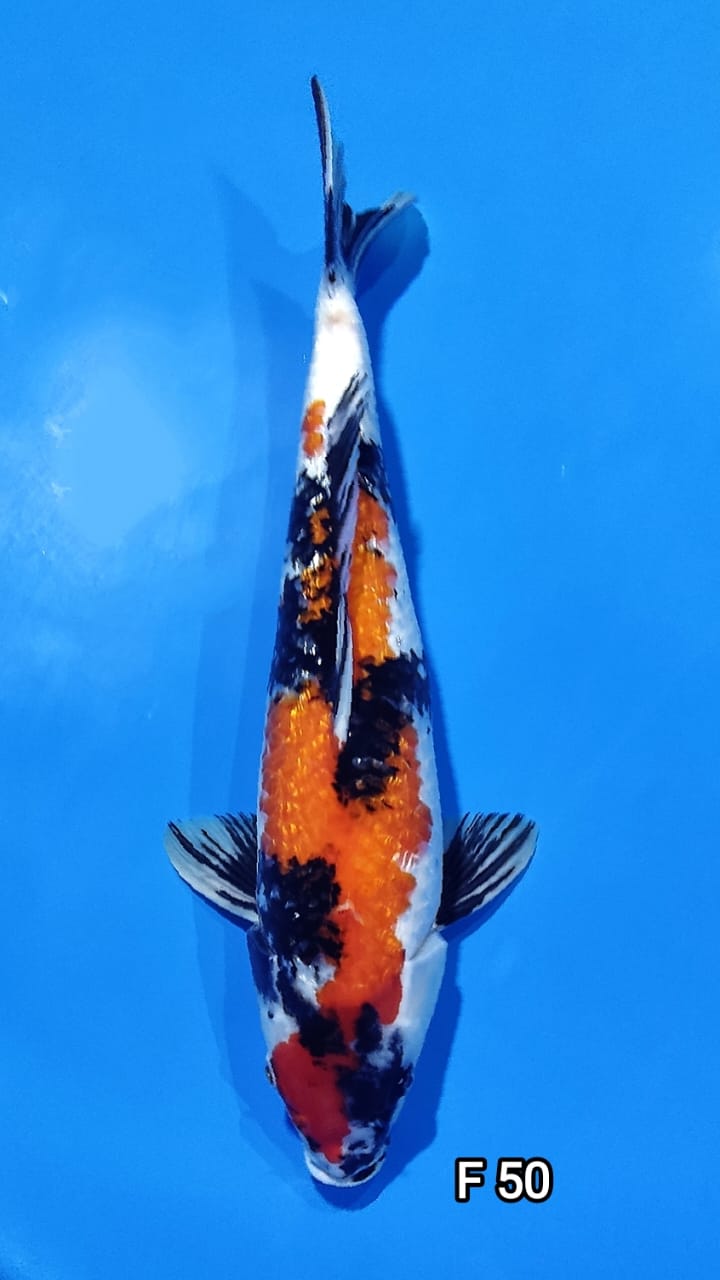 SHOWA GINRIN F 50cm