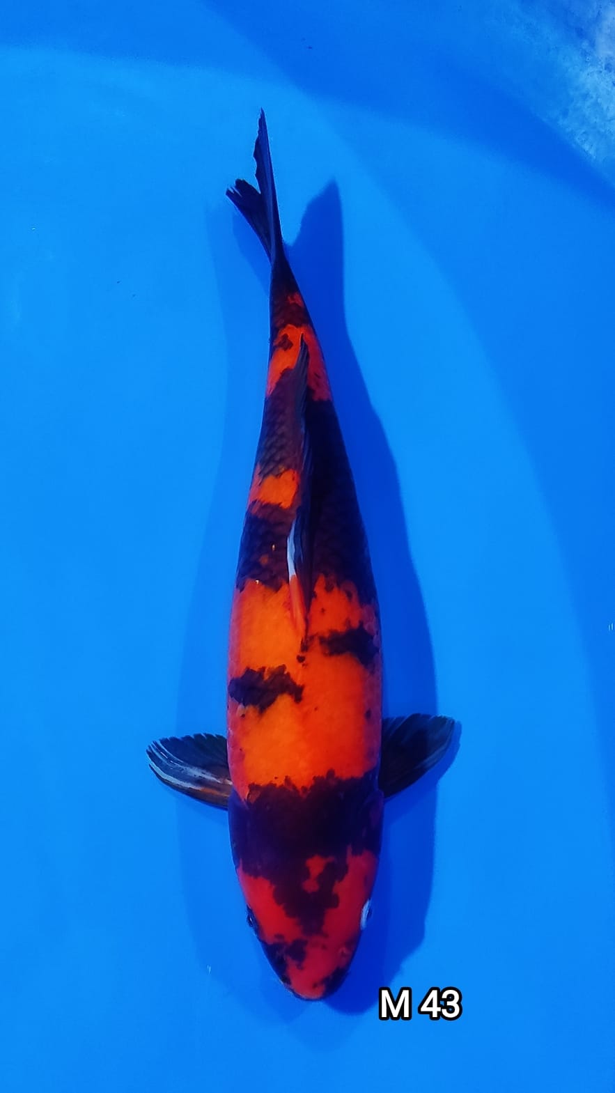 HIUTSURI M 43cm