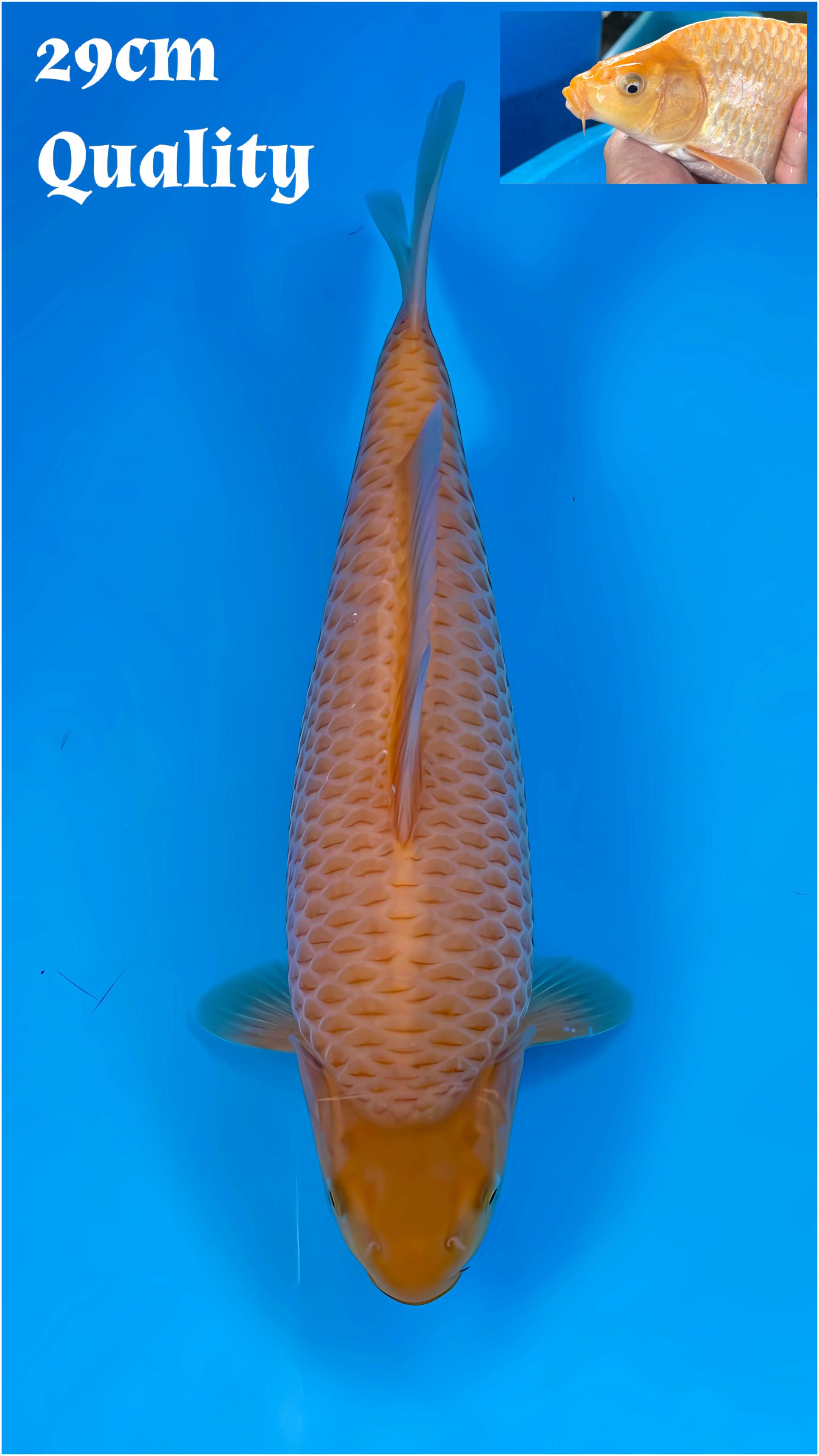 KARAMEL RED SHOW QUALITY 29cm MADINA AZIS