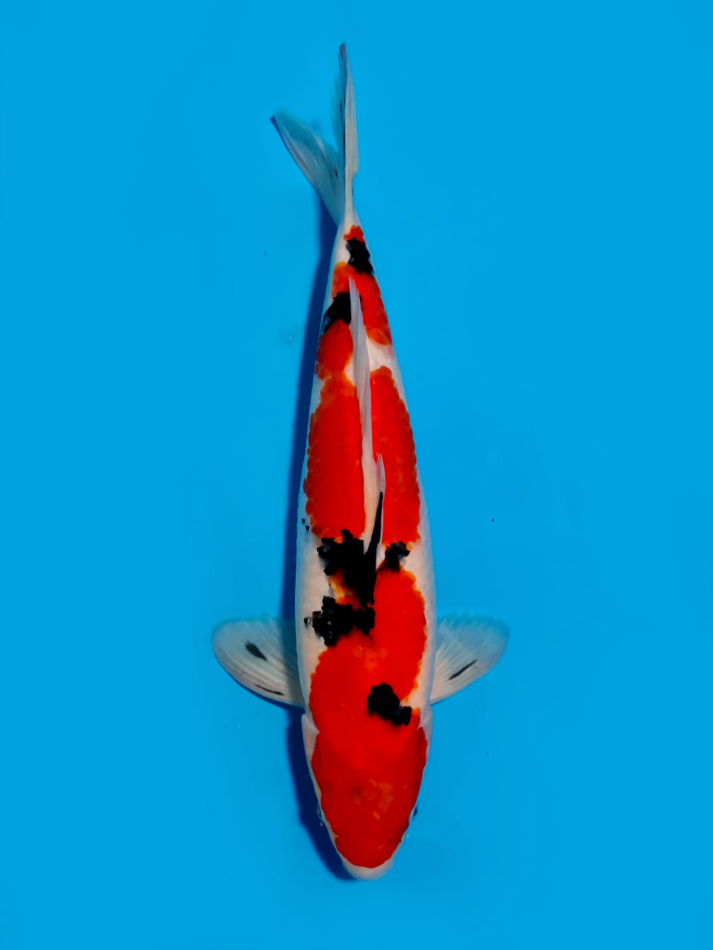 SANKE QUALITY 45cm