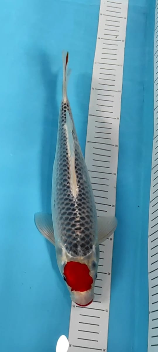 TC GHOSIKI 37cm