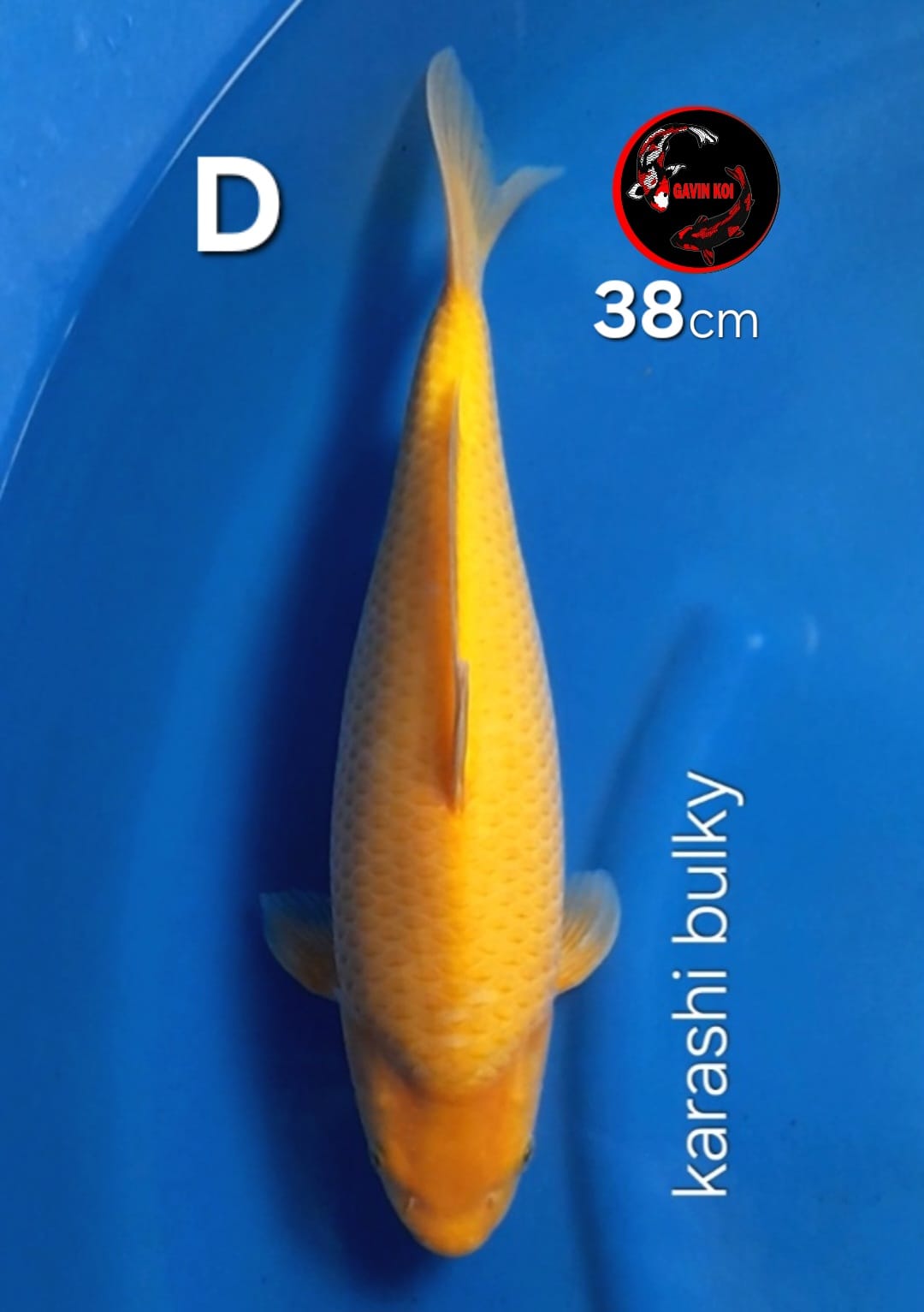 KARASHIBULKY 38cm