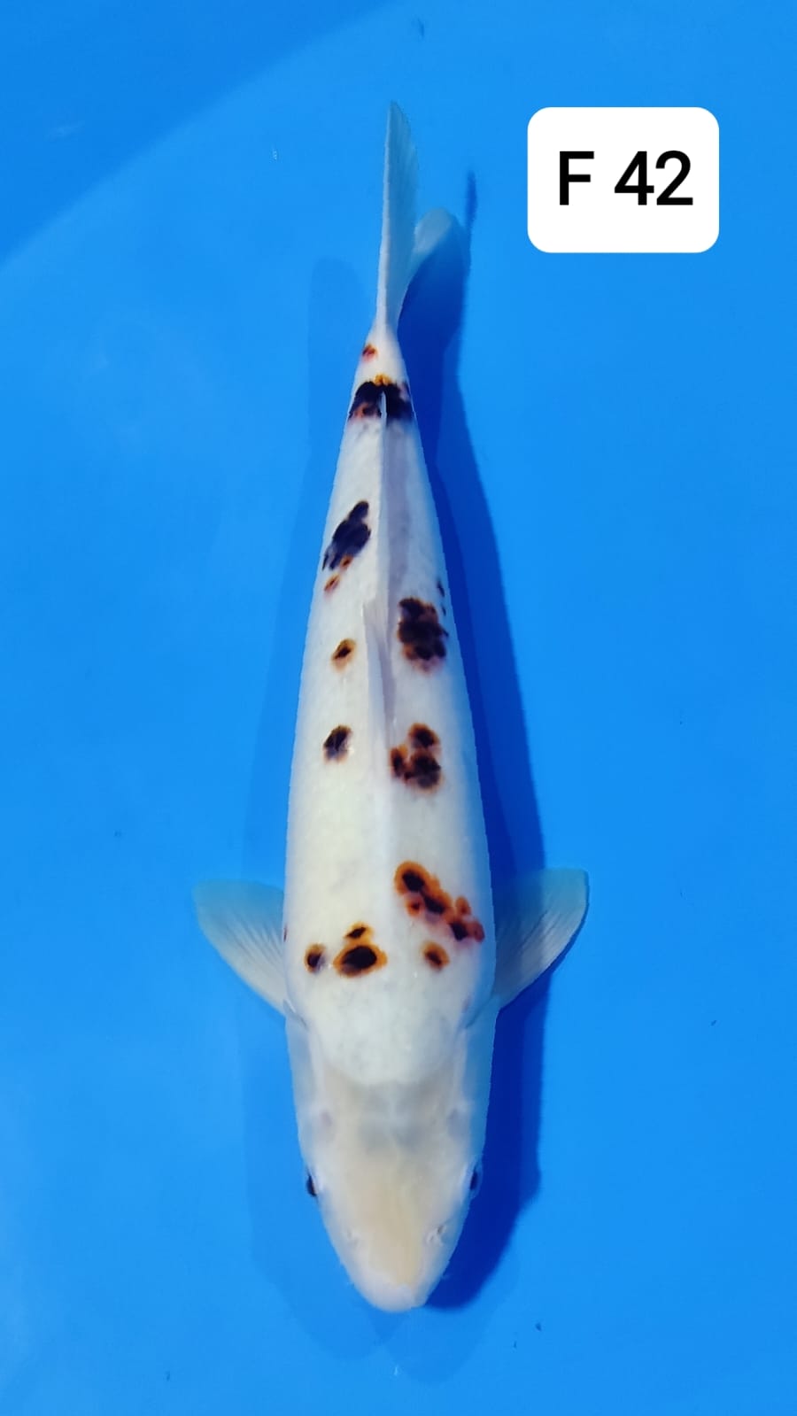 GOROMO BEKKO F 42cm