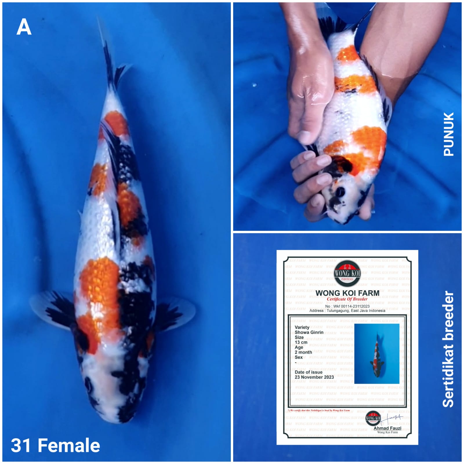 SHOWA GINRIN PUNUK SERTIFIKAT BREEDER 31cm