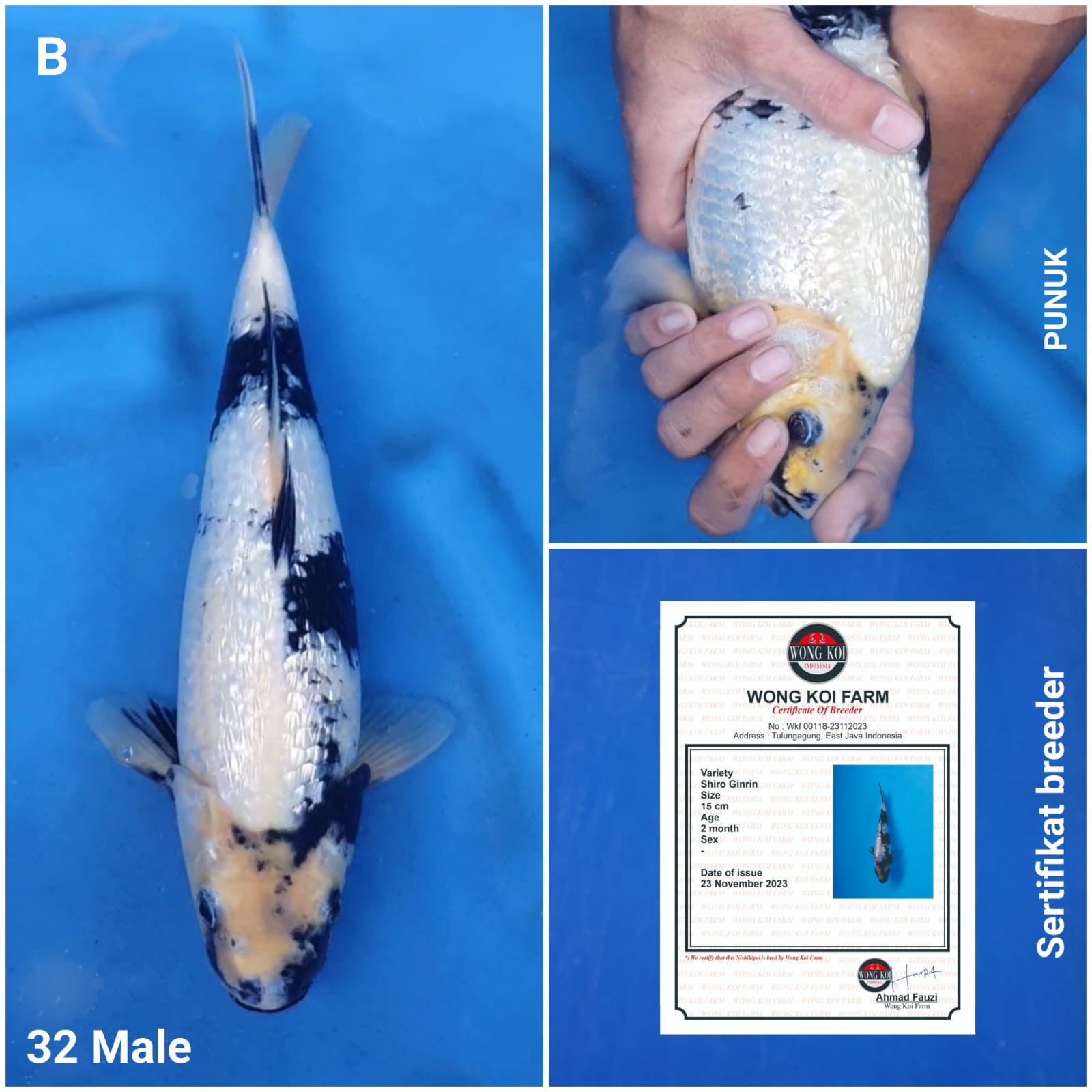 SHIRO GINRIN PUNUK SERTIFIKAT BREEDER 32cm