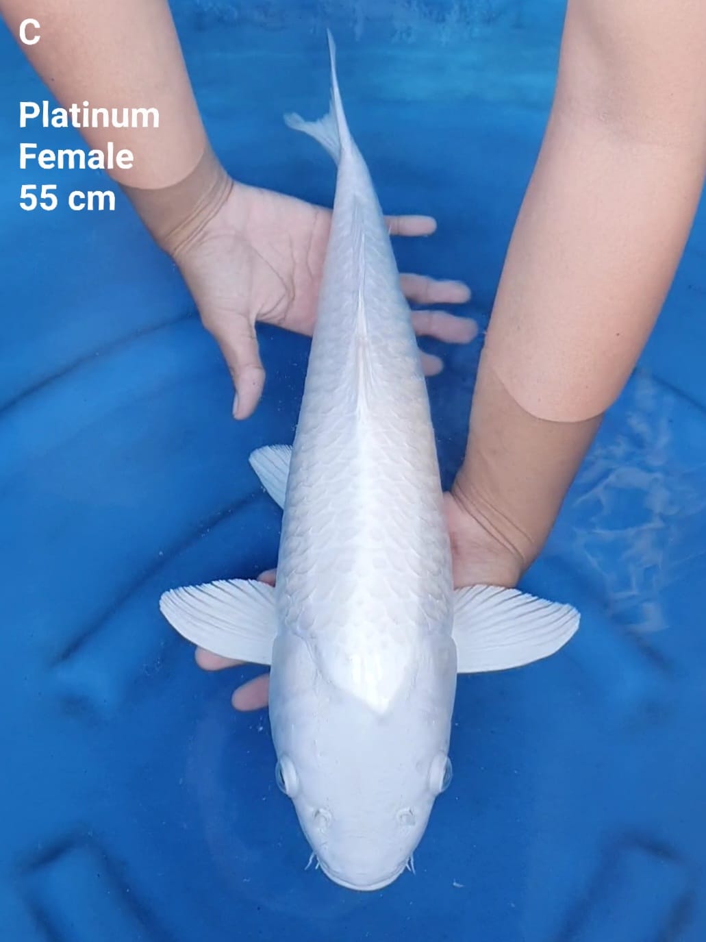 PLATINUM PUTIH BERSIH 55cm