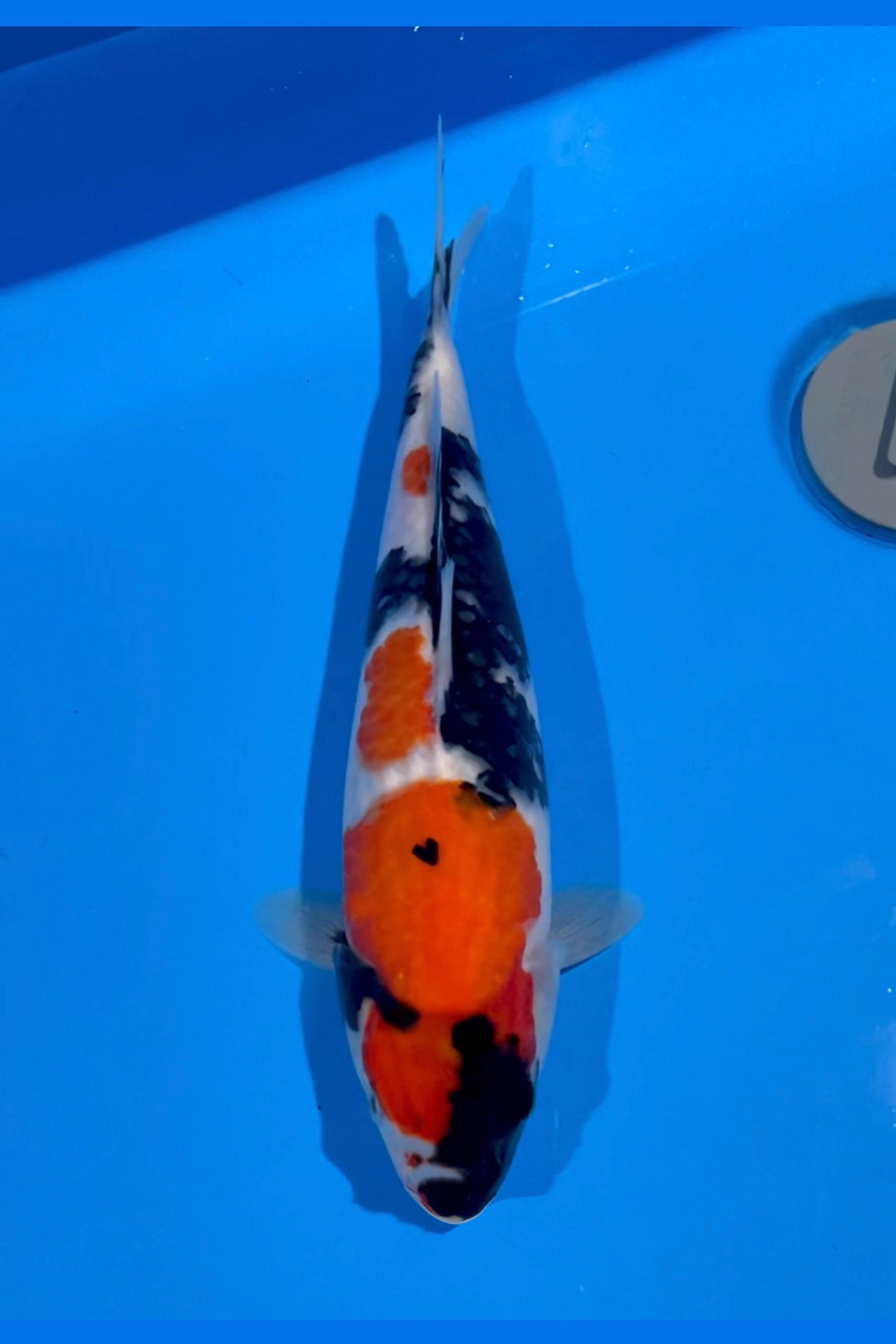 SHOWA SANSHOKU 30cm