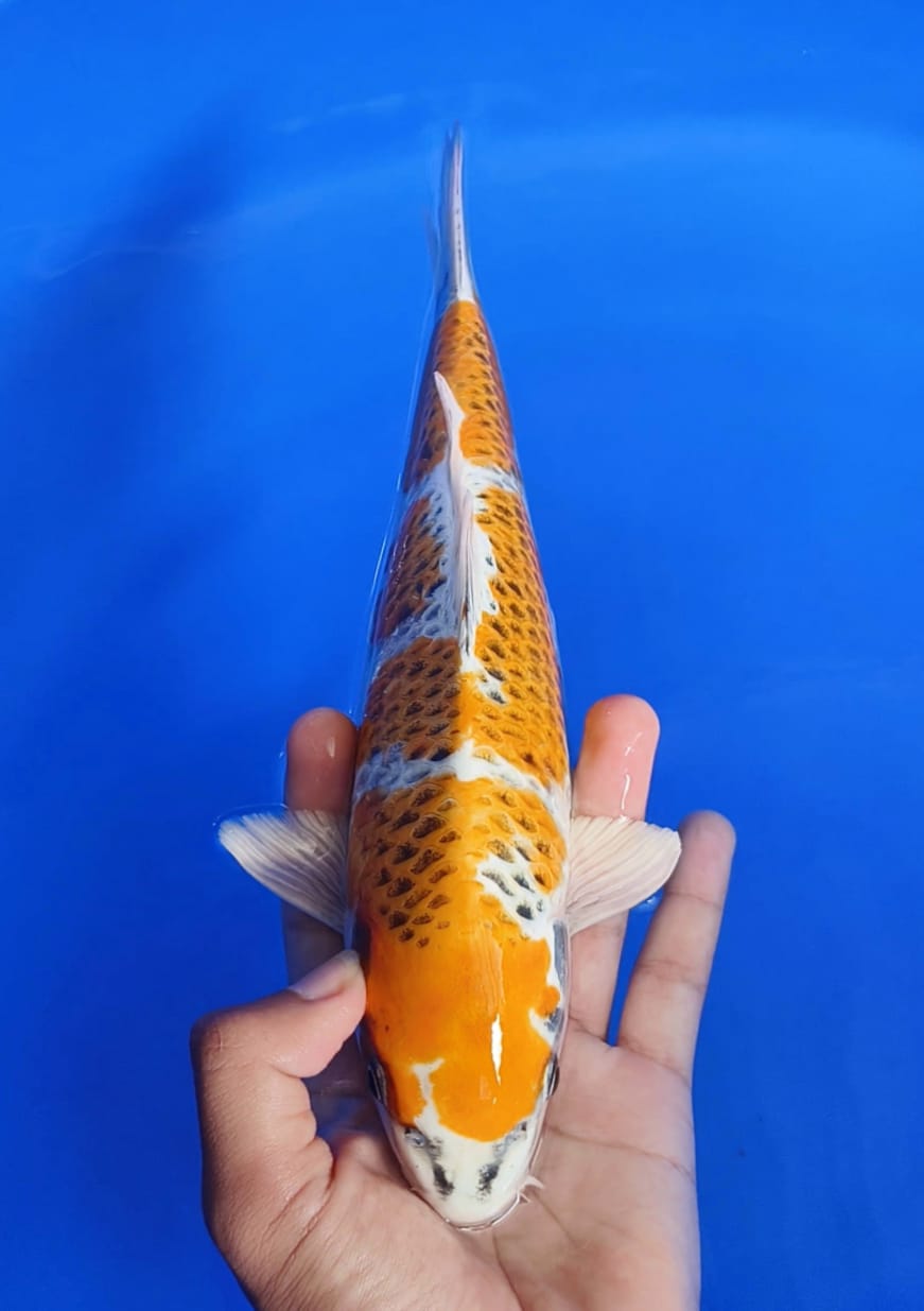 KUJAKU HIKARI BERSIH ORI 30cm
