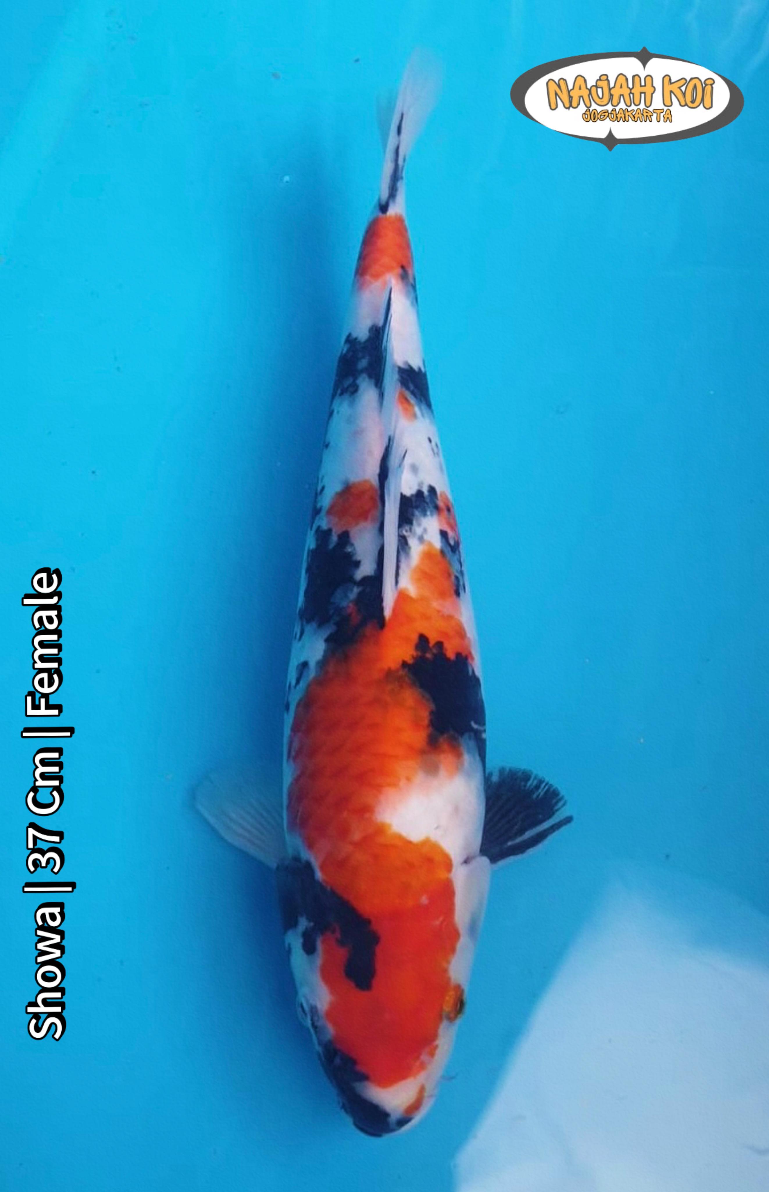 SHOWA 37cm