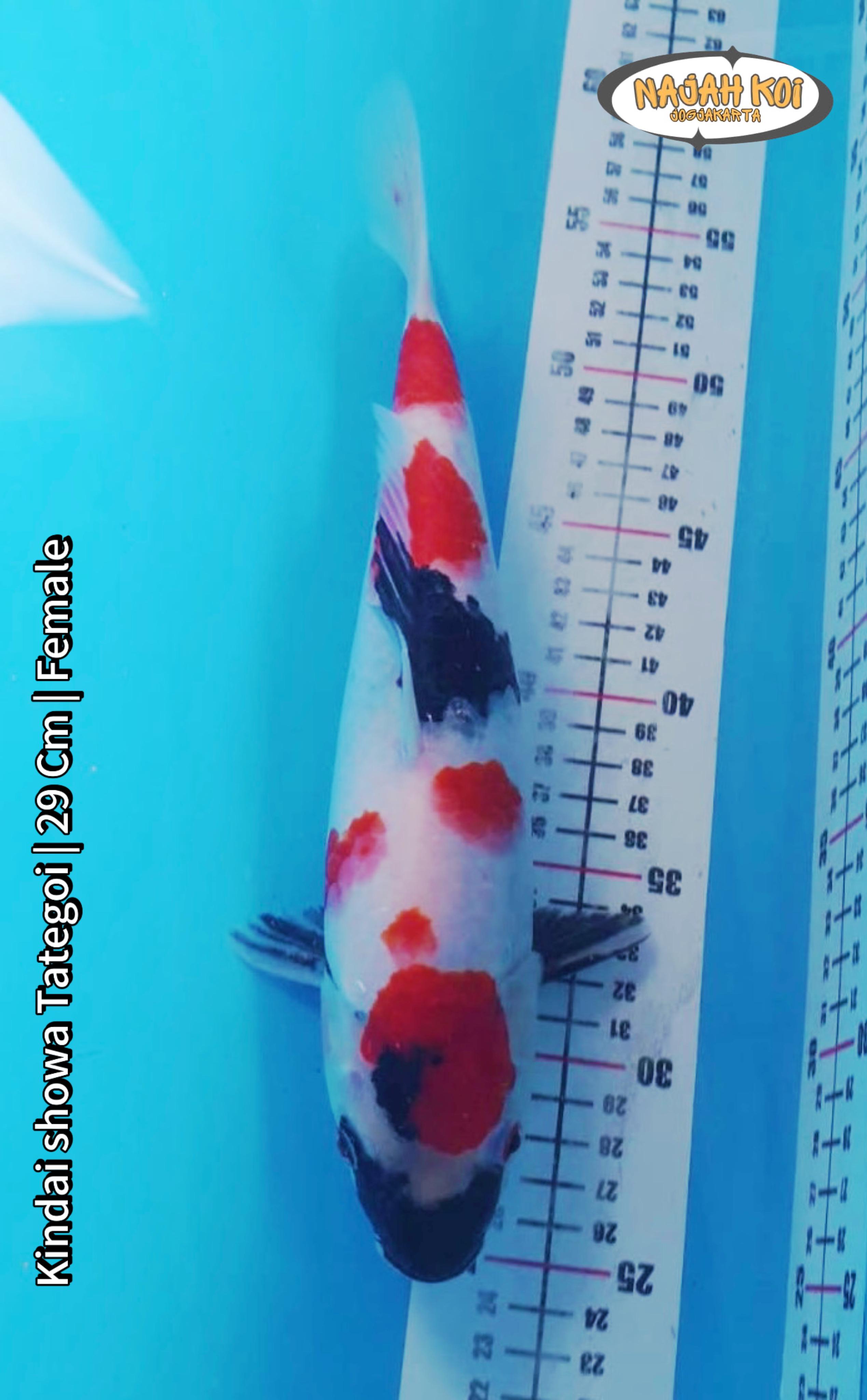 KINDAI SHOWA TATEGOI 29cm