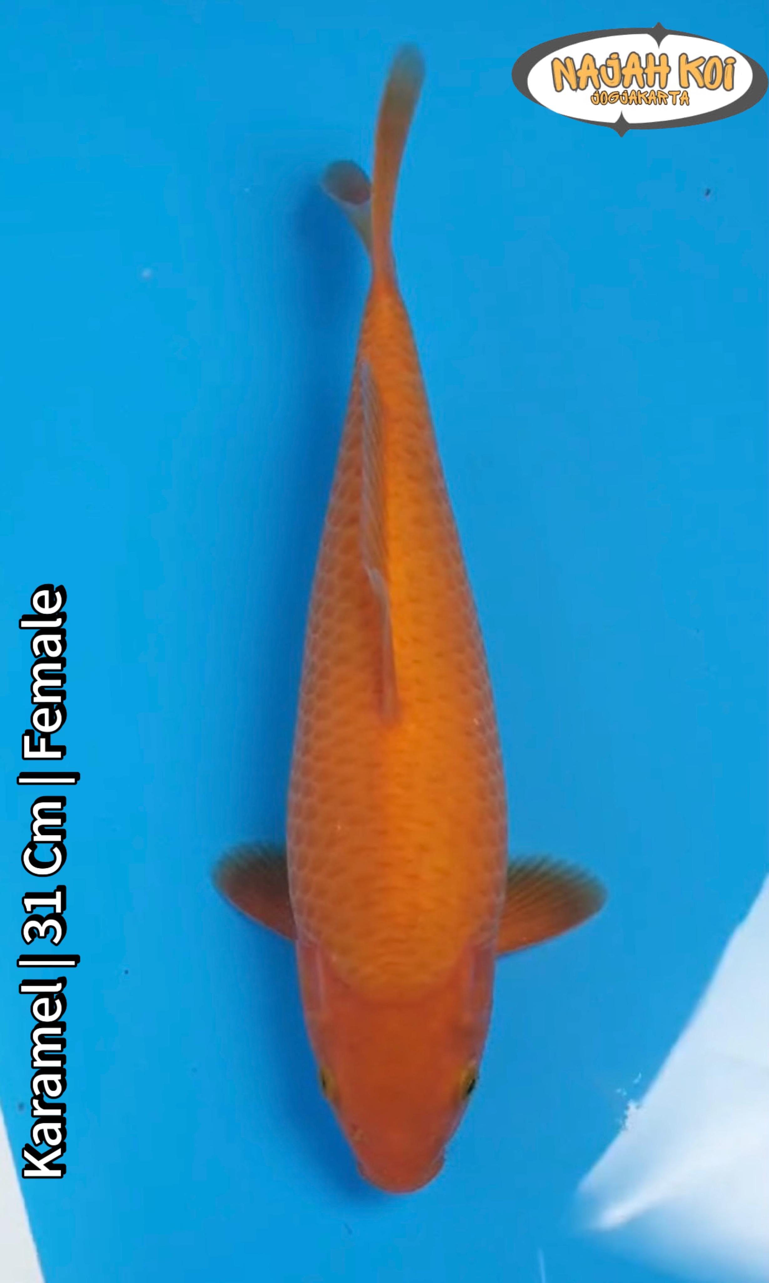 KARAMEL 31cm