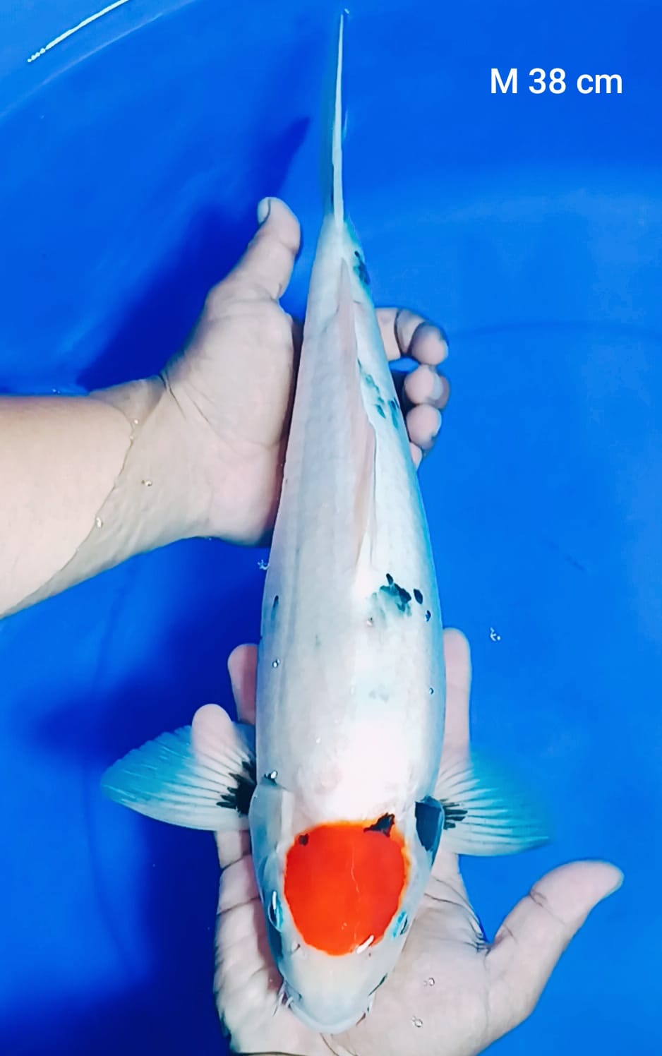 CALON JOZZ TANCHO SHOWA M 38cm