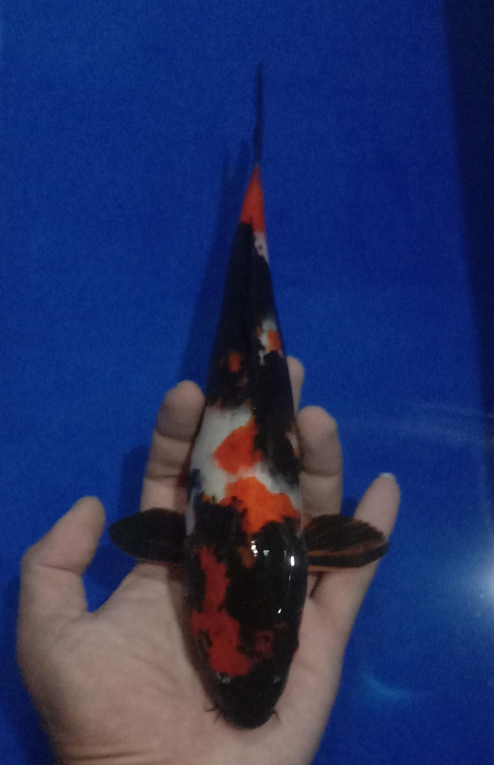 SHOWA SANGAR 29cm