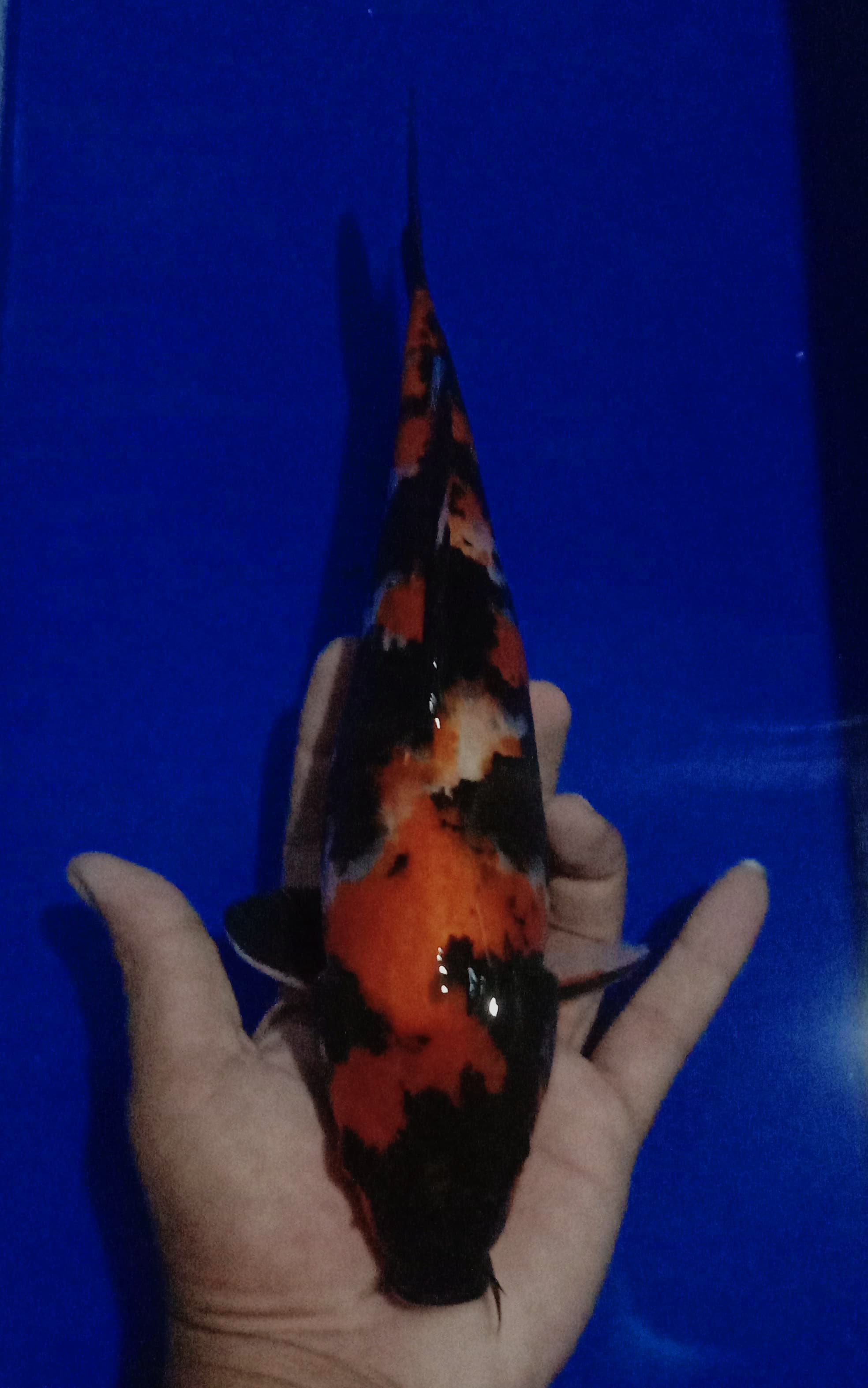 SHOWA JOSS 30cm