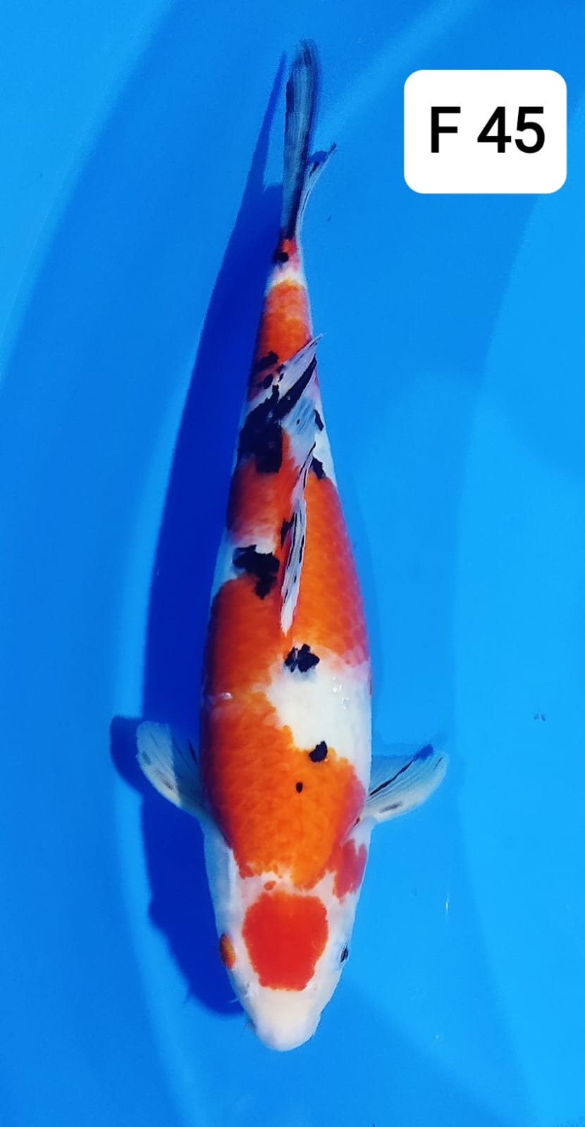 MARUTEN SANKE F 45cm