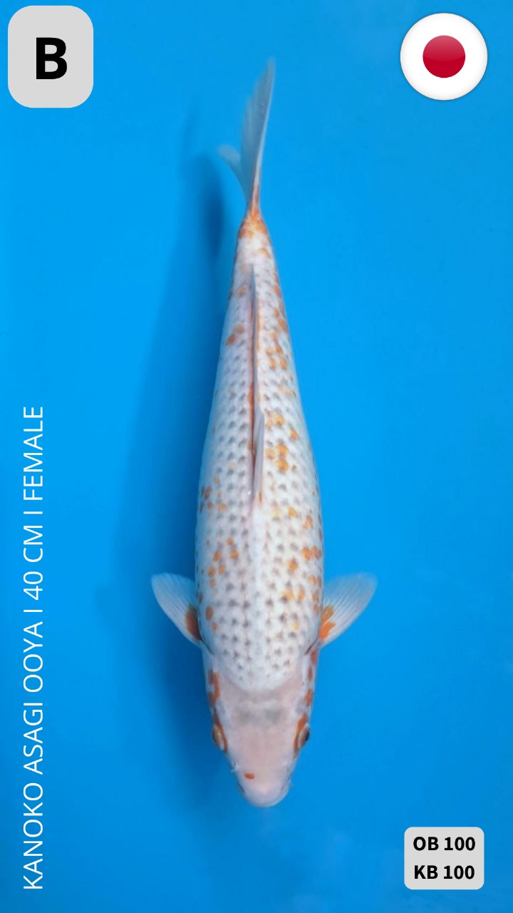 KANOKO ASAGI OOYA 40cm