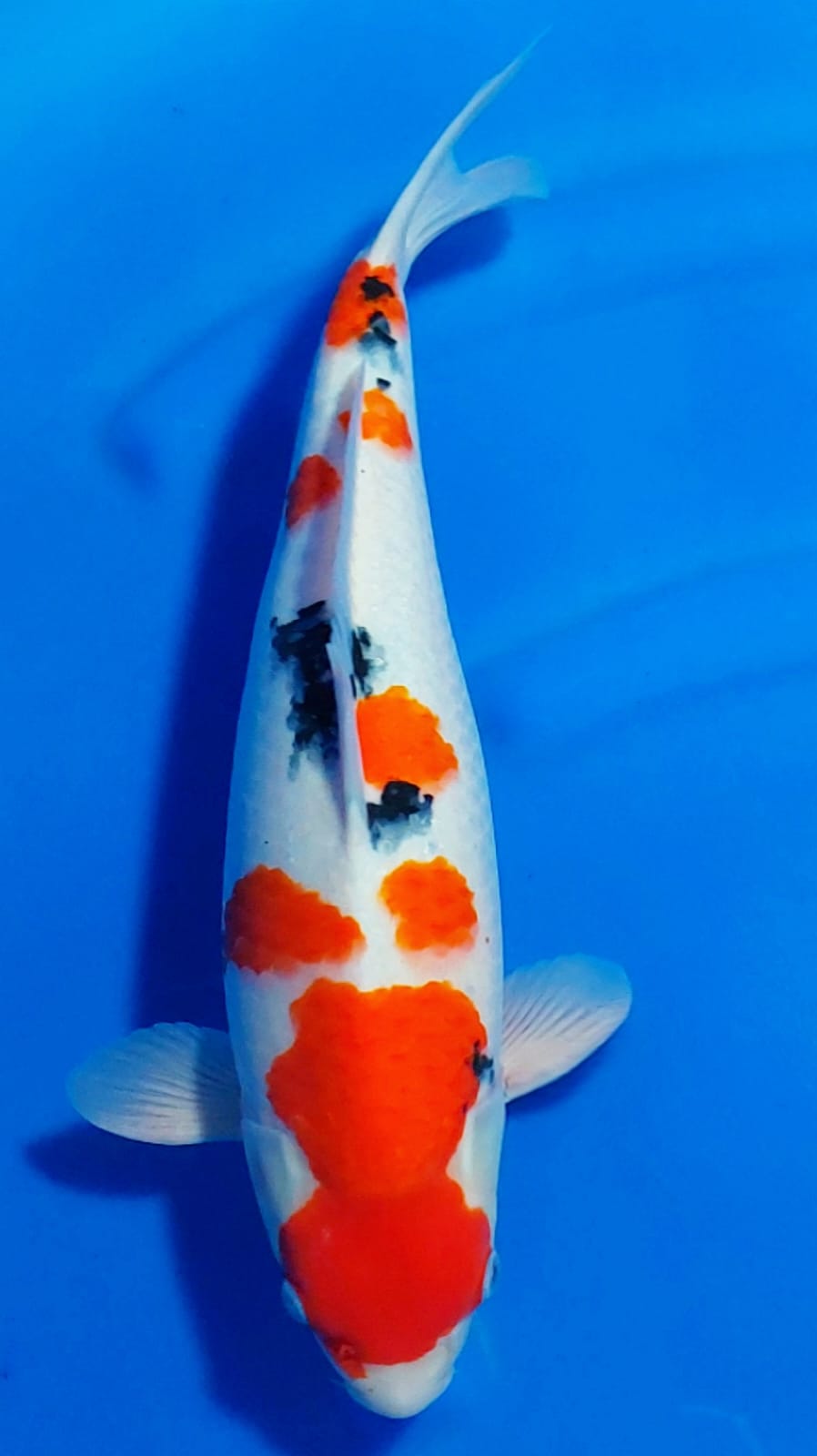 SANKE MARUTEN 40cm