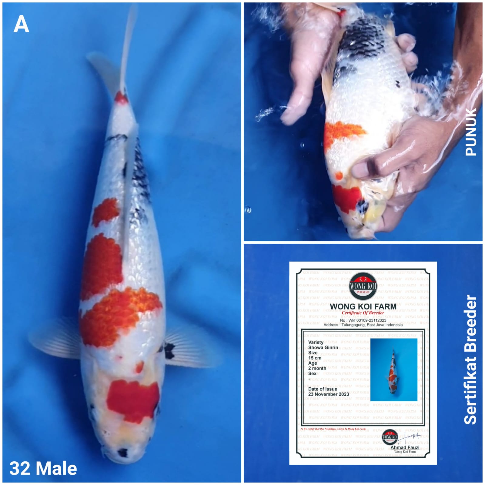 SHOWA GINRIN PUNUK SERTIFIKAT BREEDER 32cm