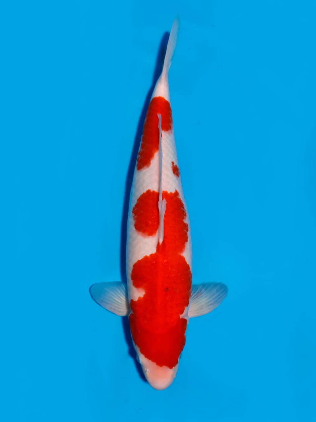 KOHAKU 45cm