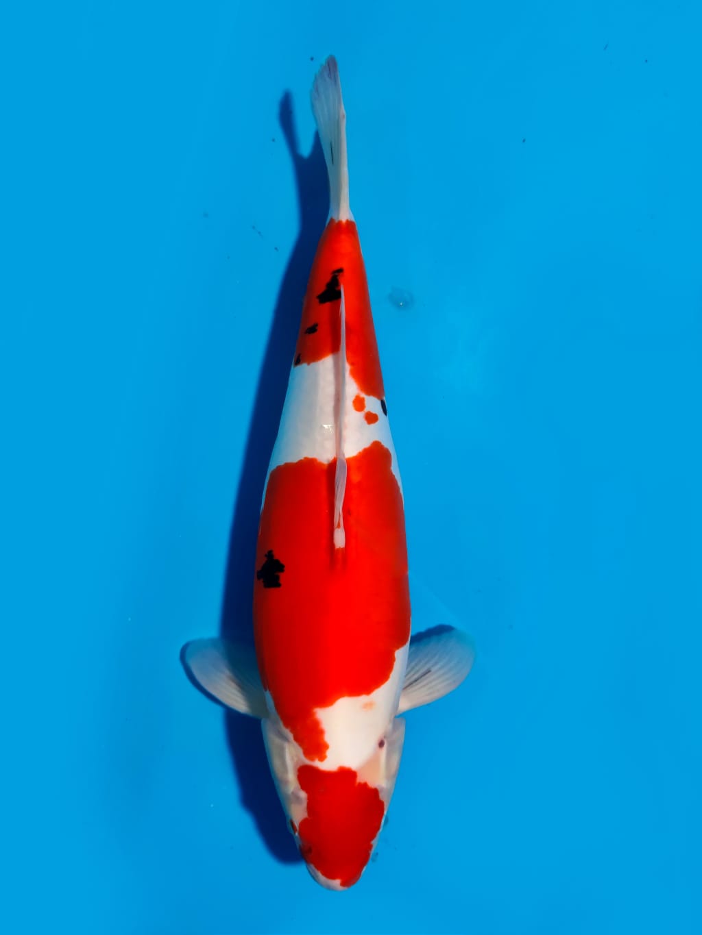 SANKE DOITSU 46cm