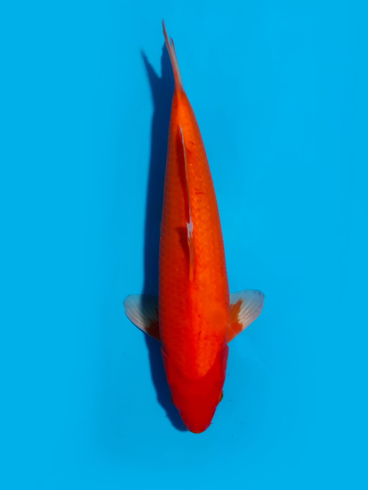 AKA HAJIRO 43cm