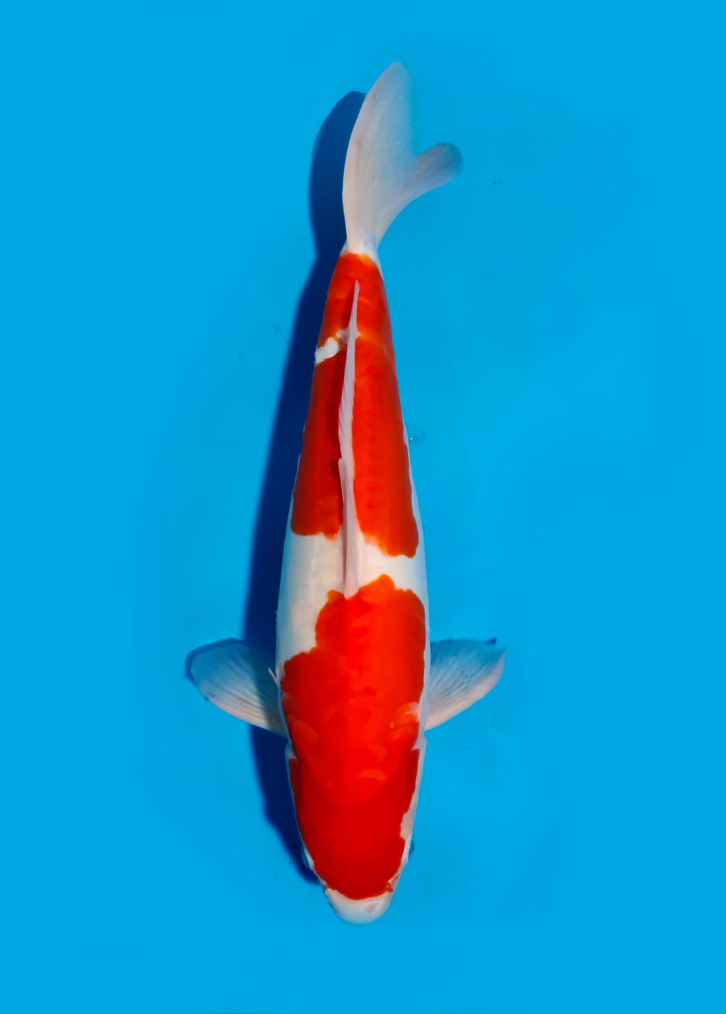 KOHAKU DOITSU 45cm