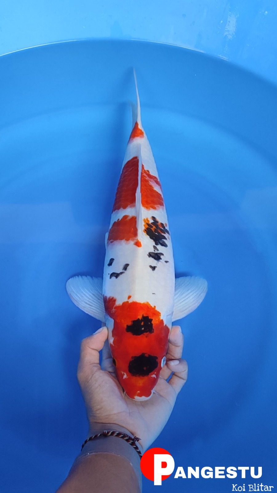 SHOWA DONGDONGPO CAKEP 46cm