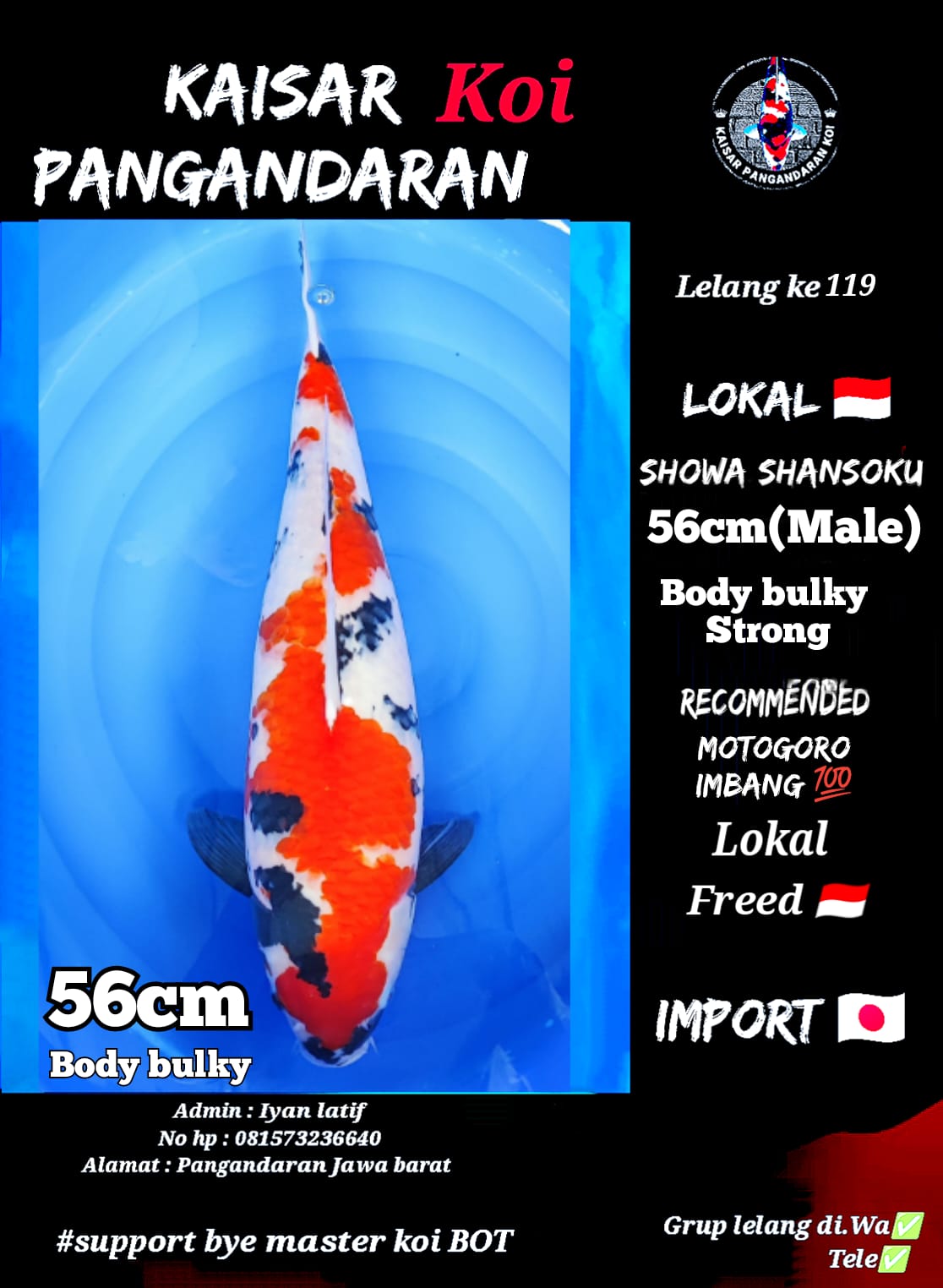 SHOWA SHANSOKU 56cm GOOD BODY MERAH STRONGBULKY
