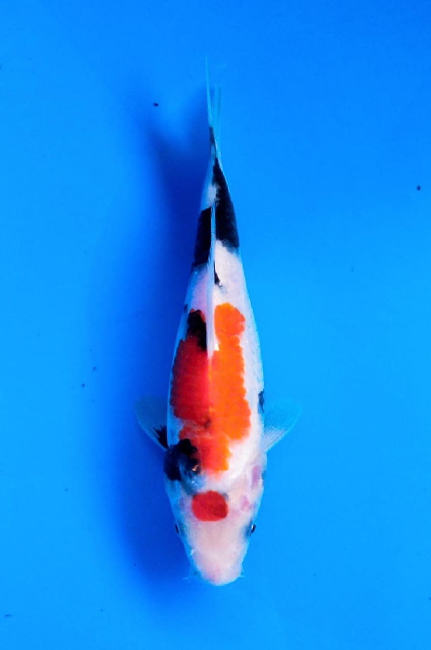 TOSAI SHOWA IMPORT ISA SERTIFIKATBREEDER PREDIKSI FEMALE BERPUNUK 21cm