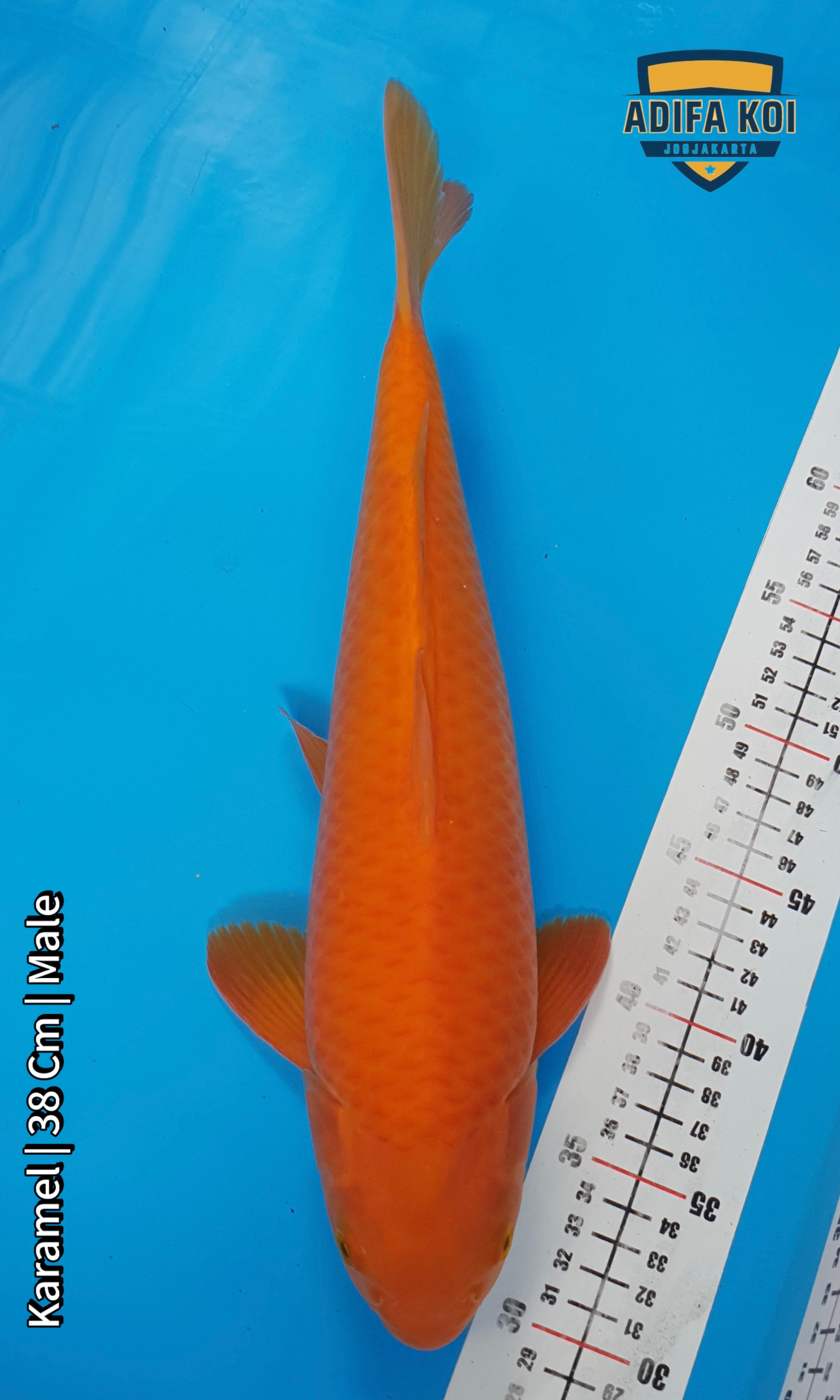KARAMEL 38cm