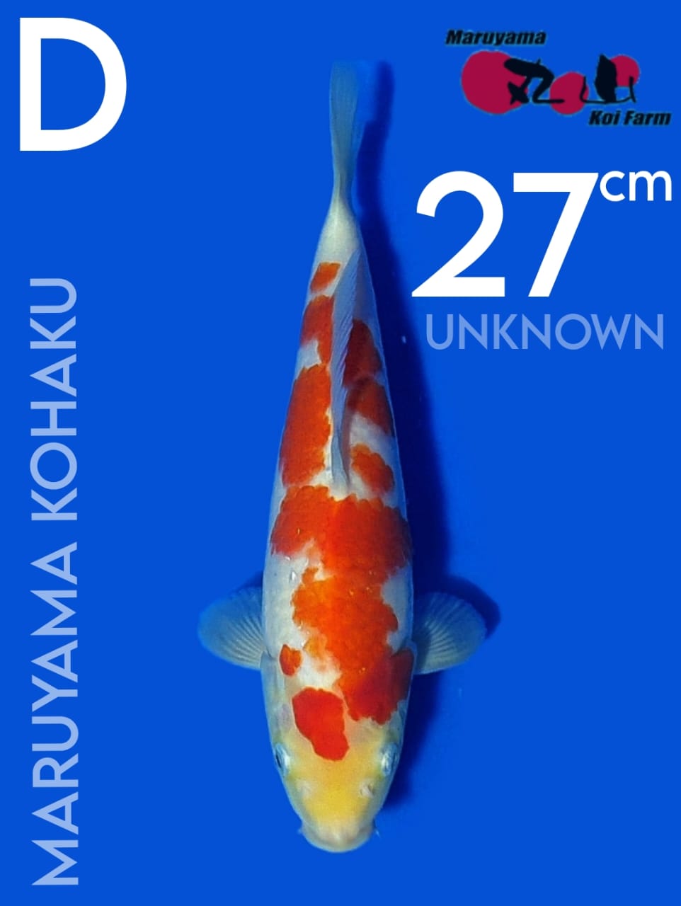 KOHAKU MARUYAMA 27cm