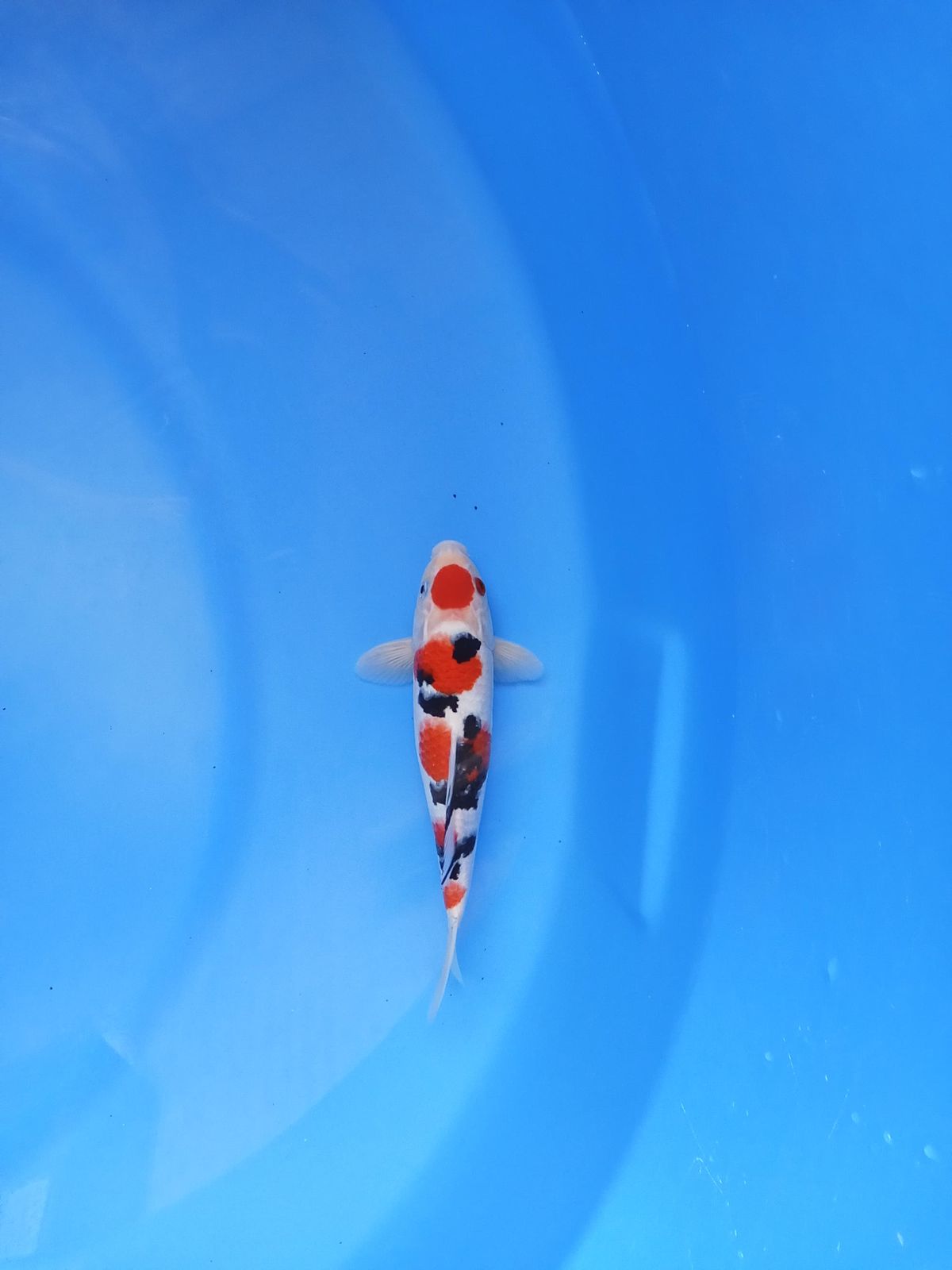 SANKE 25cm