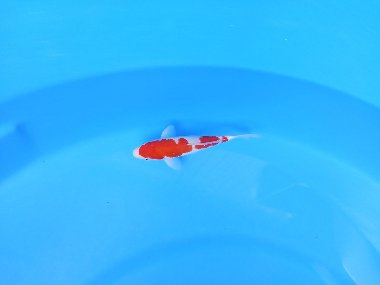 KOHAKU 22cm