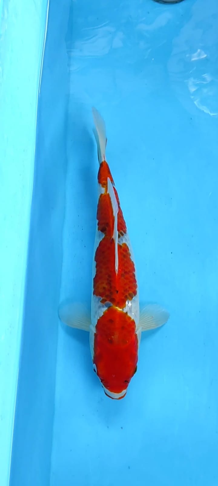 GHOSIKI 36cm