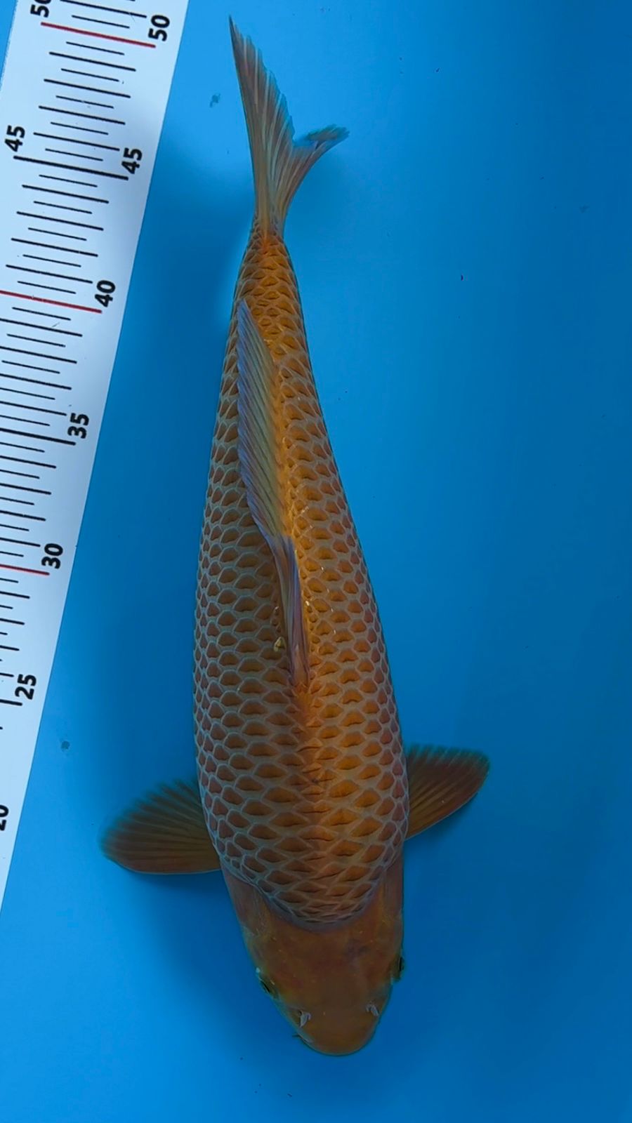 CARAMEL HQ 35cm