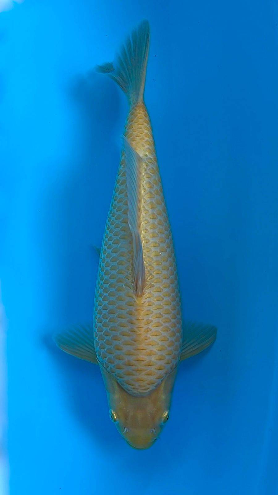 KARASI CORN HQ 35cm