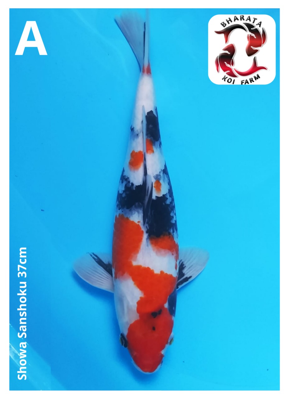 SHOWA SANSHOKU 37cm
