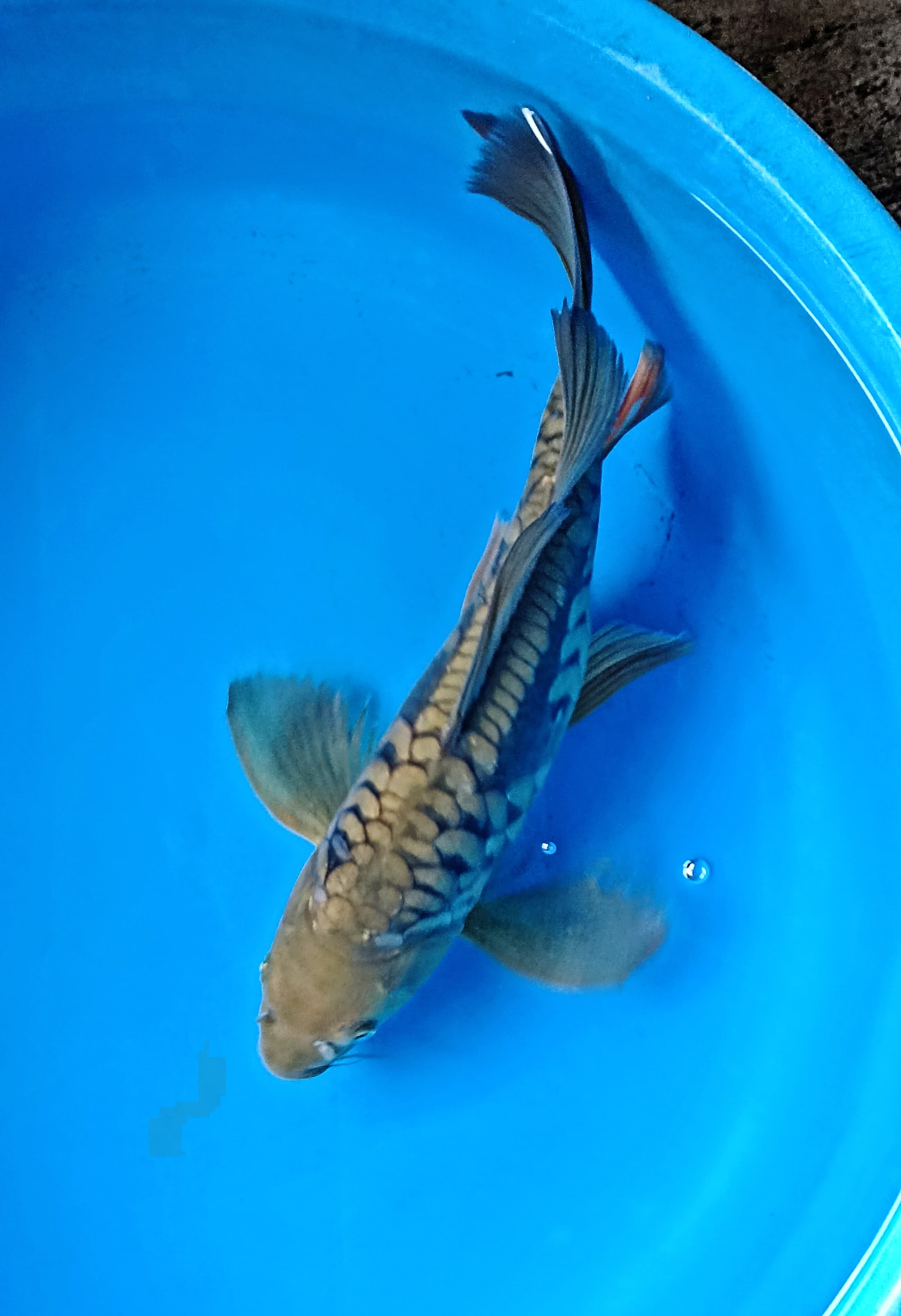 DRAGON SLAYER 38cm