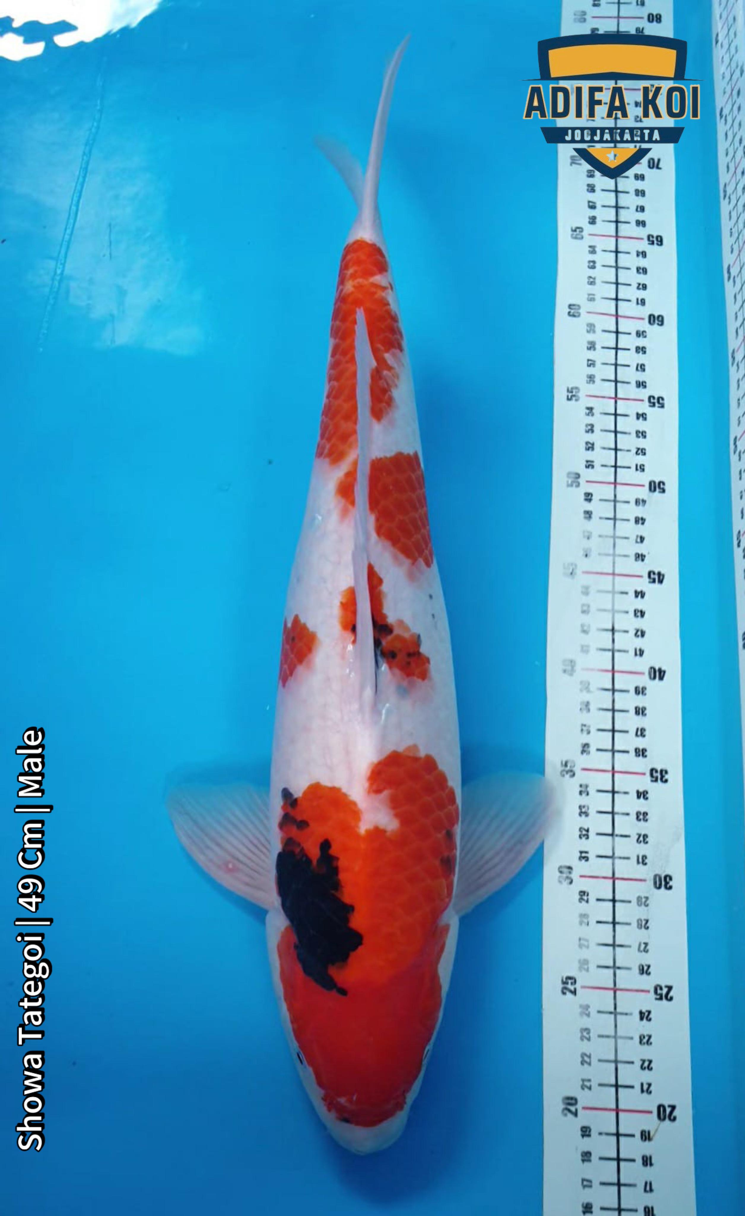SHOWA TATEGOI 49cm